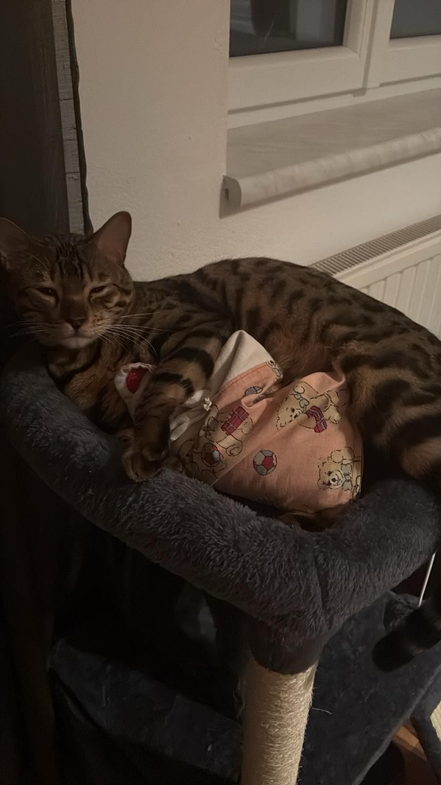 Taylon - Loiwein 109, Lichtenau im Waldviertel