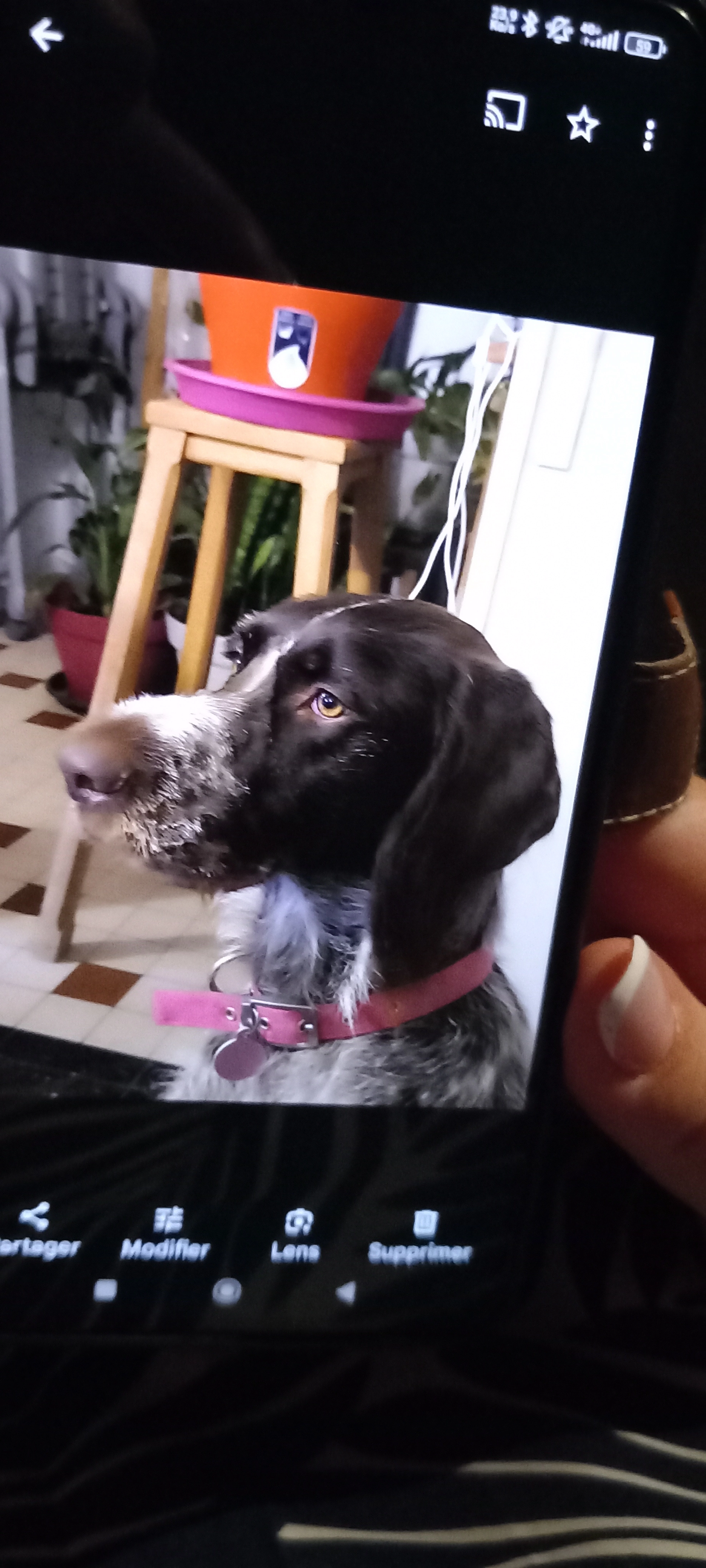 Drahthaar  - Faubourg des Poteries, Saint-Amand-en-Puisaye