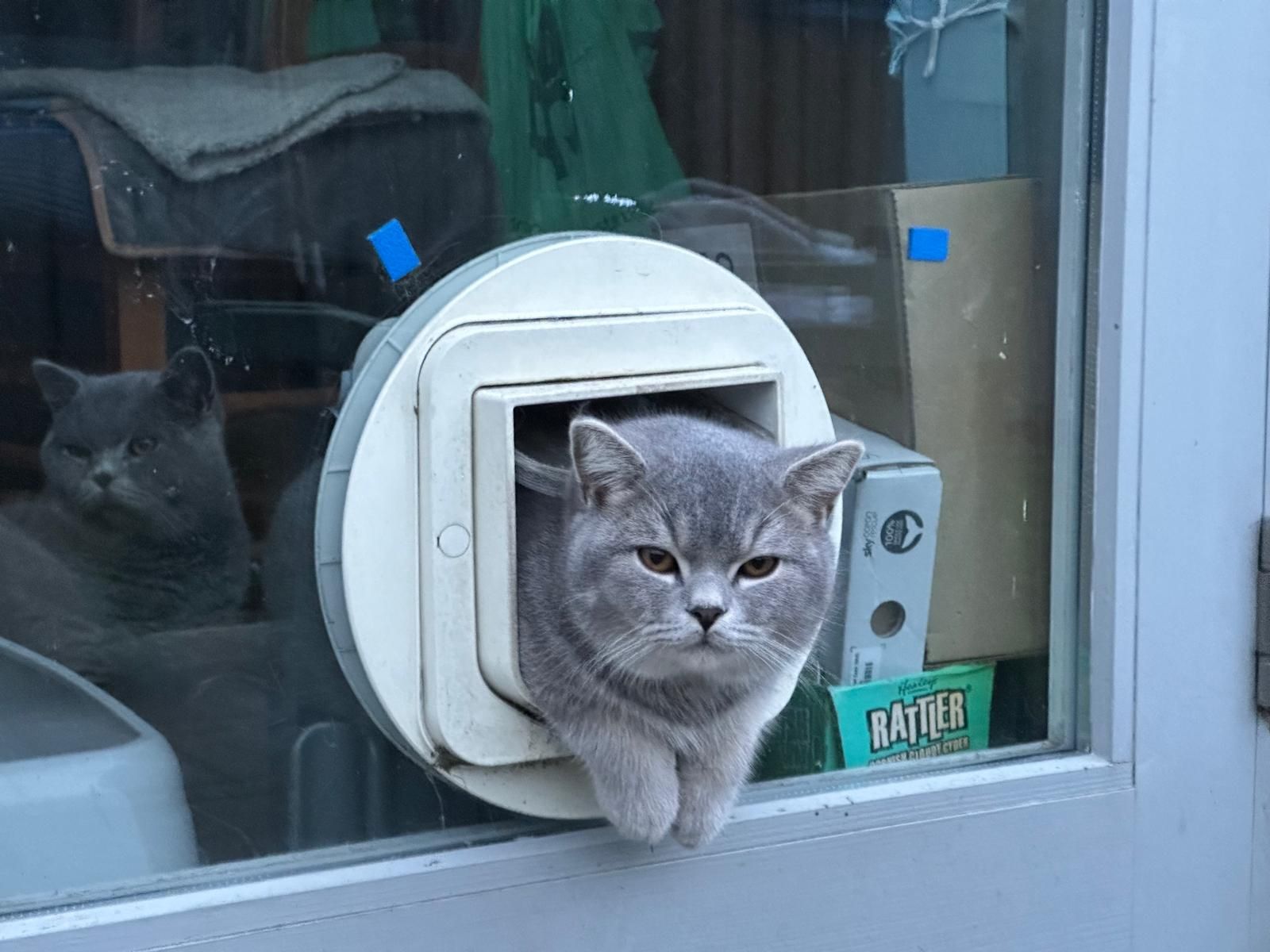 The little one - Furze Croft, Penzance