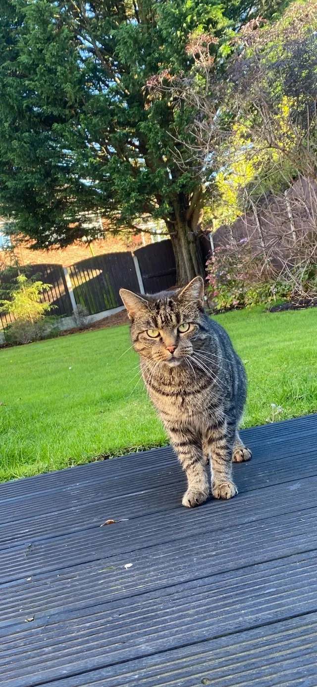 Buzz  - Blackthorne Avenue, Ellesmere Port