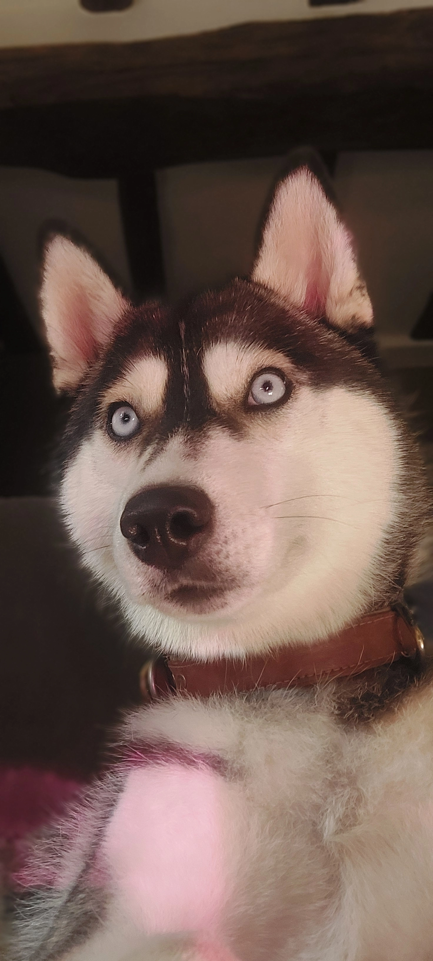 Alaska - Chemin Du Château D'amenon, Saint-Germain-d'Arcé