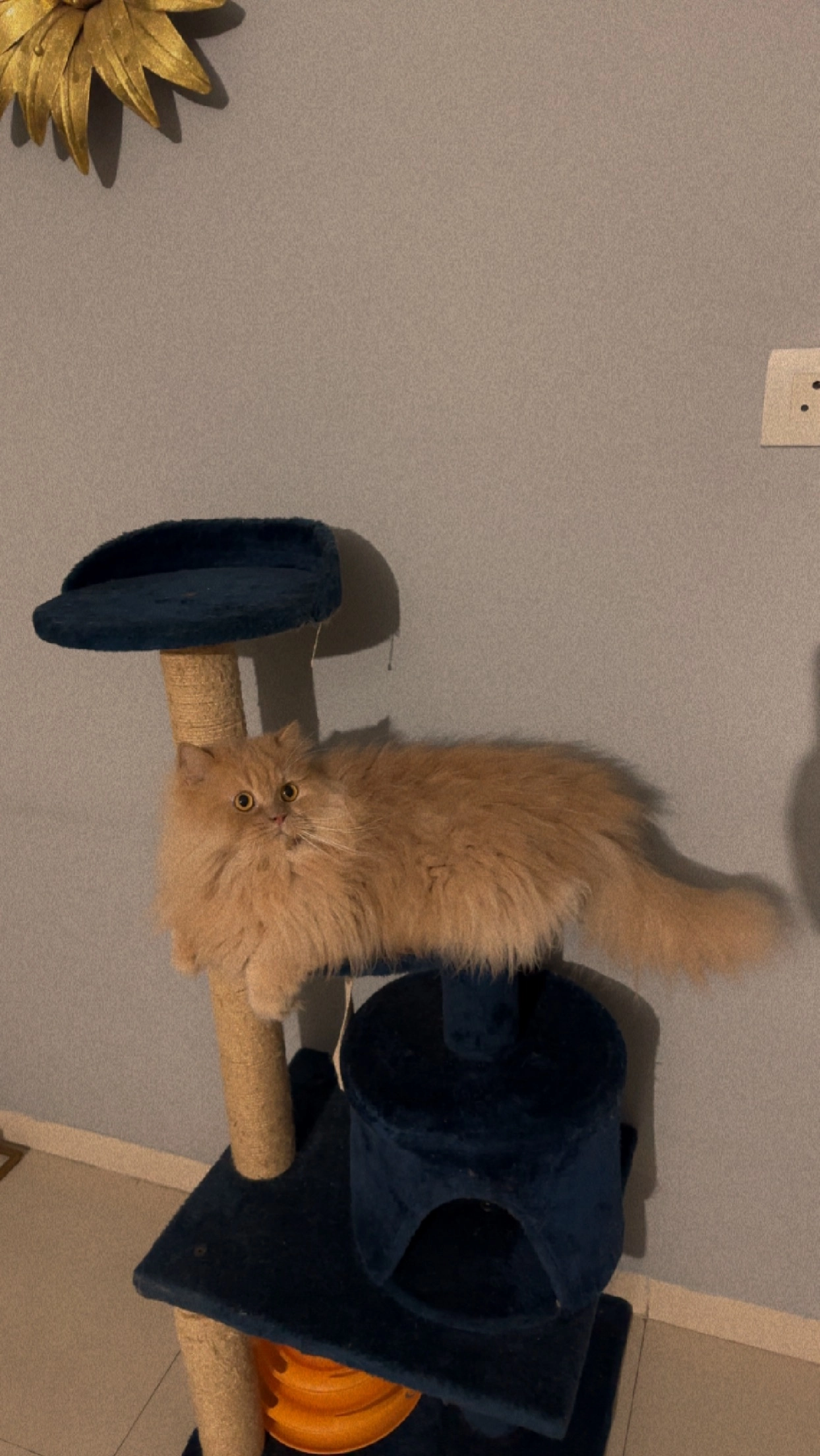 Smokey  - Sector 91, Mohali