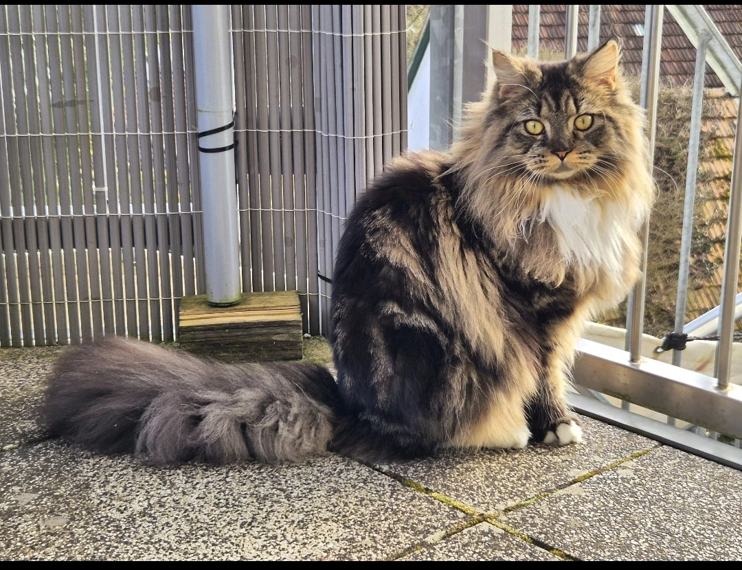 Cleo - Bannweg, Steinen