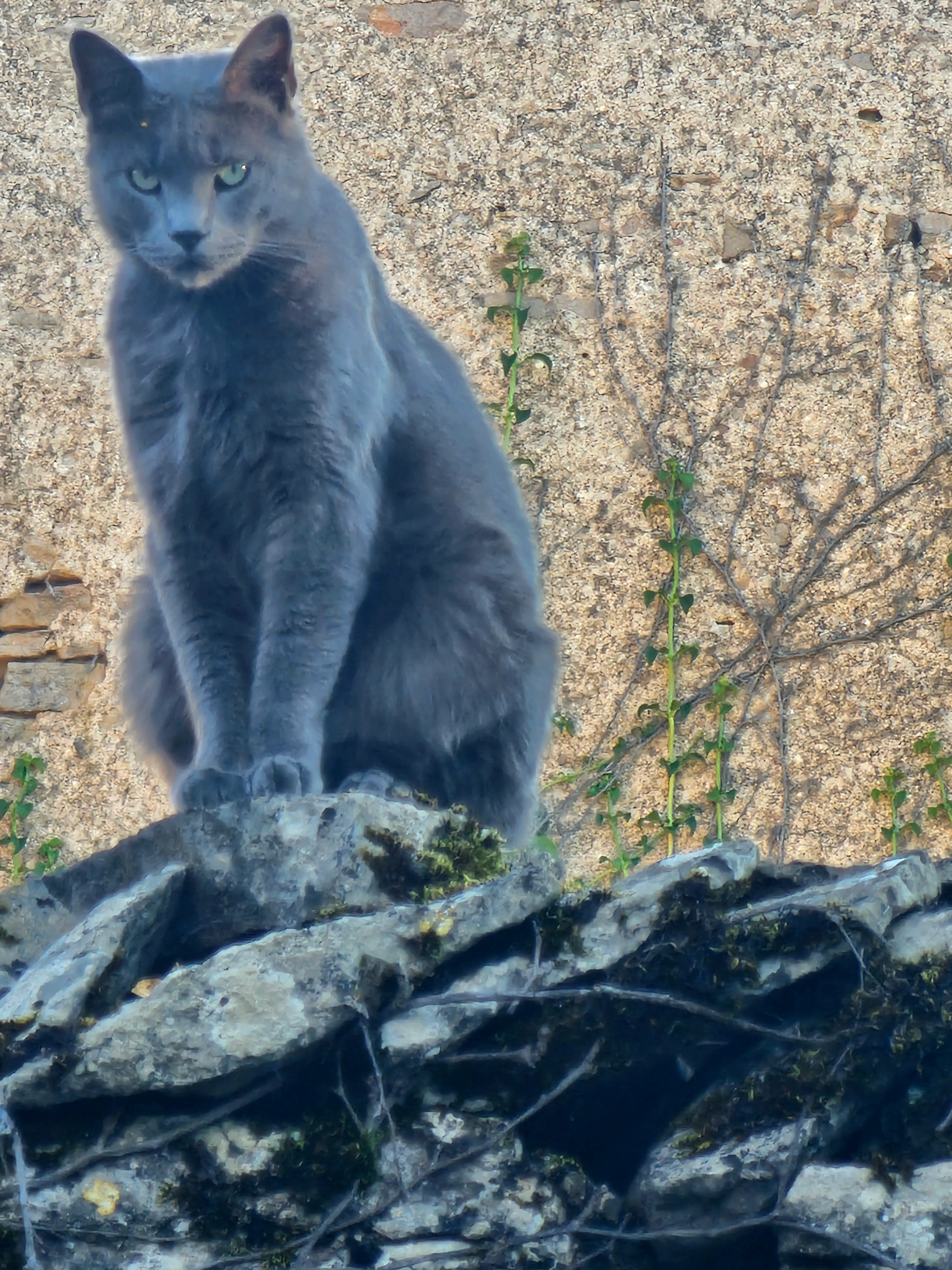 S'grisou  - 12 Rue du Bourg, Curtil-sous-Burnand