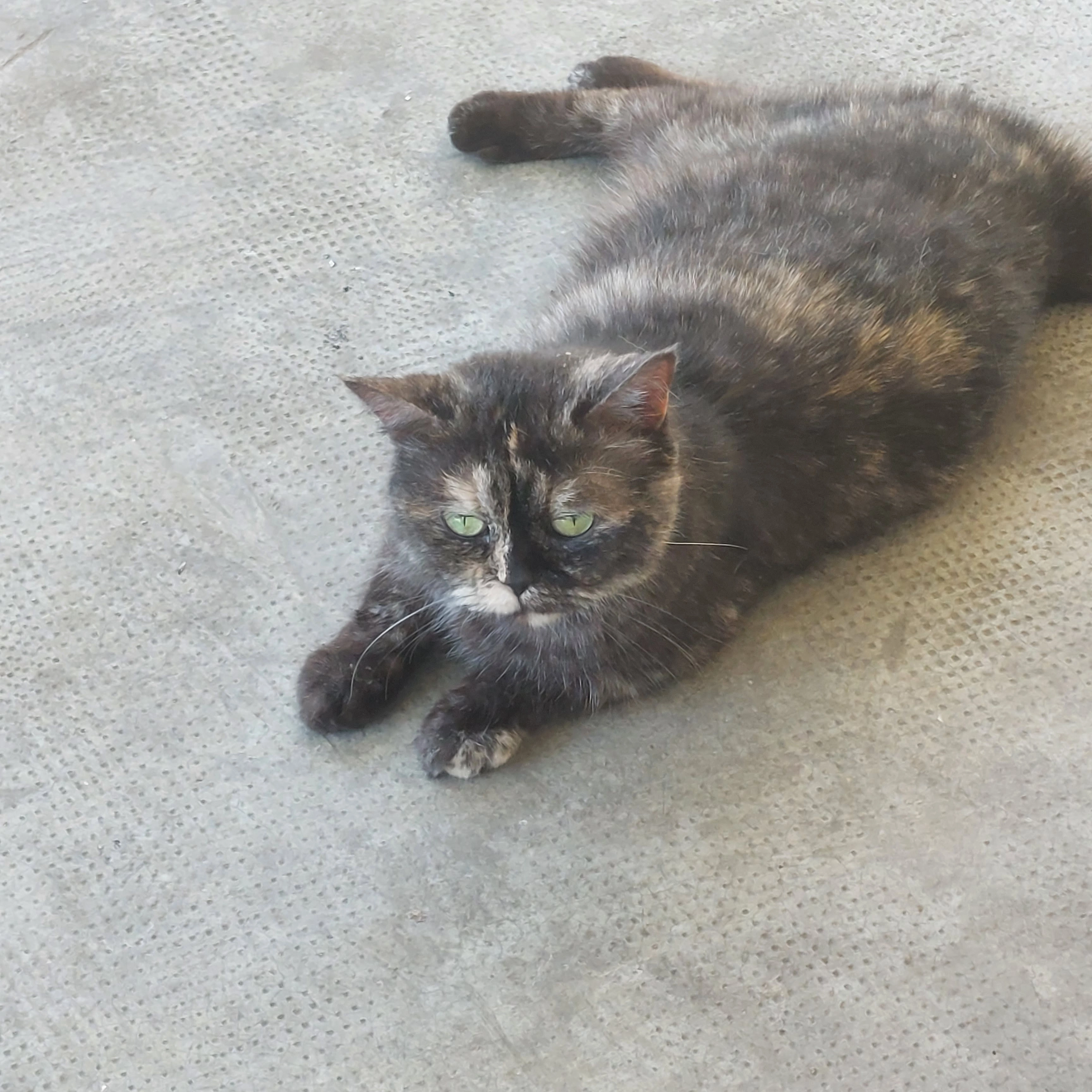 MIMINE  - Avenue Maurice Bourgès-Maunoury, Toulouse