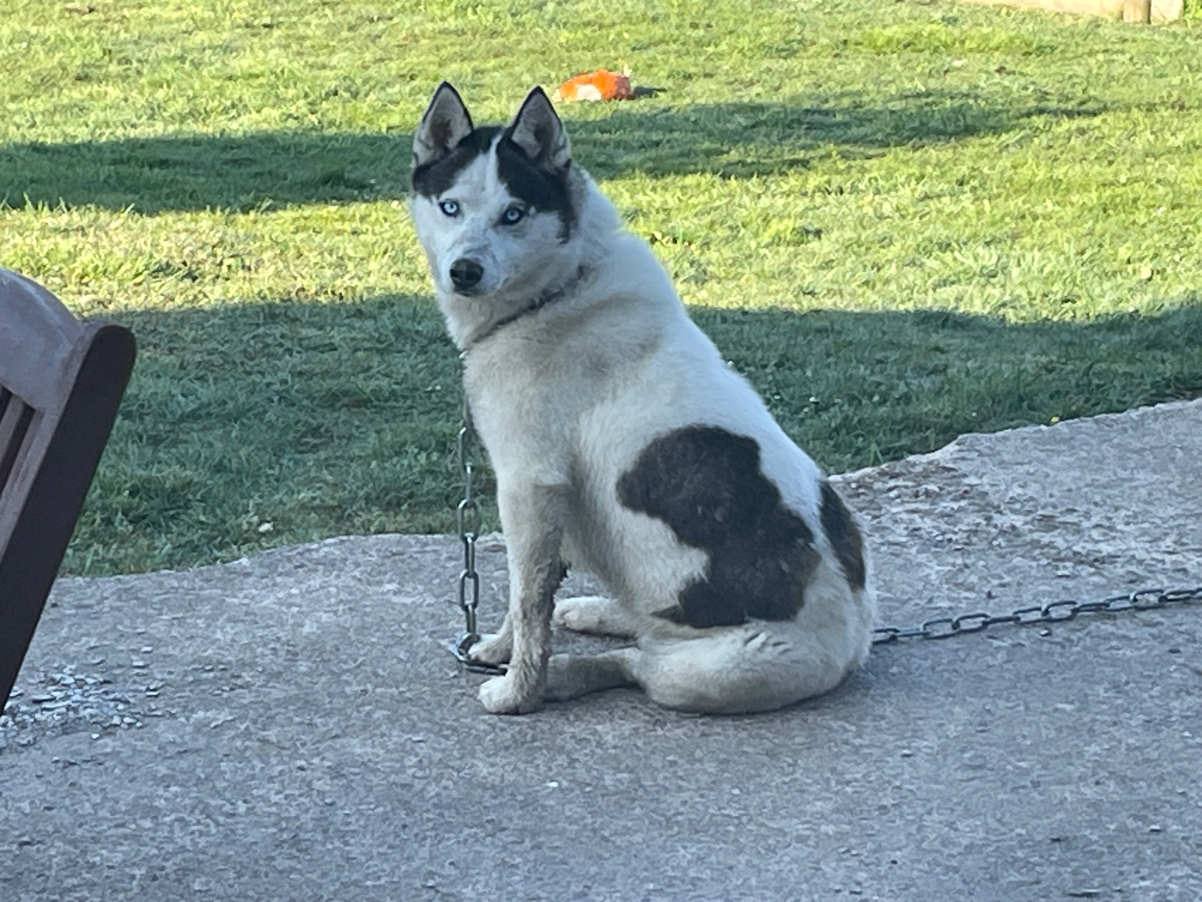 Vanille - 11 Hameau des Moulins Patous, Magny-le-Désert