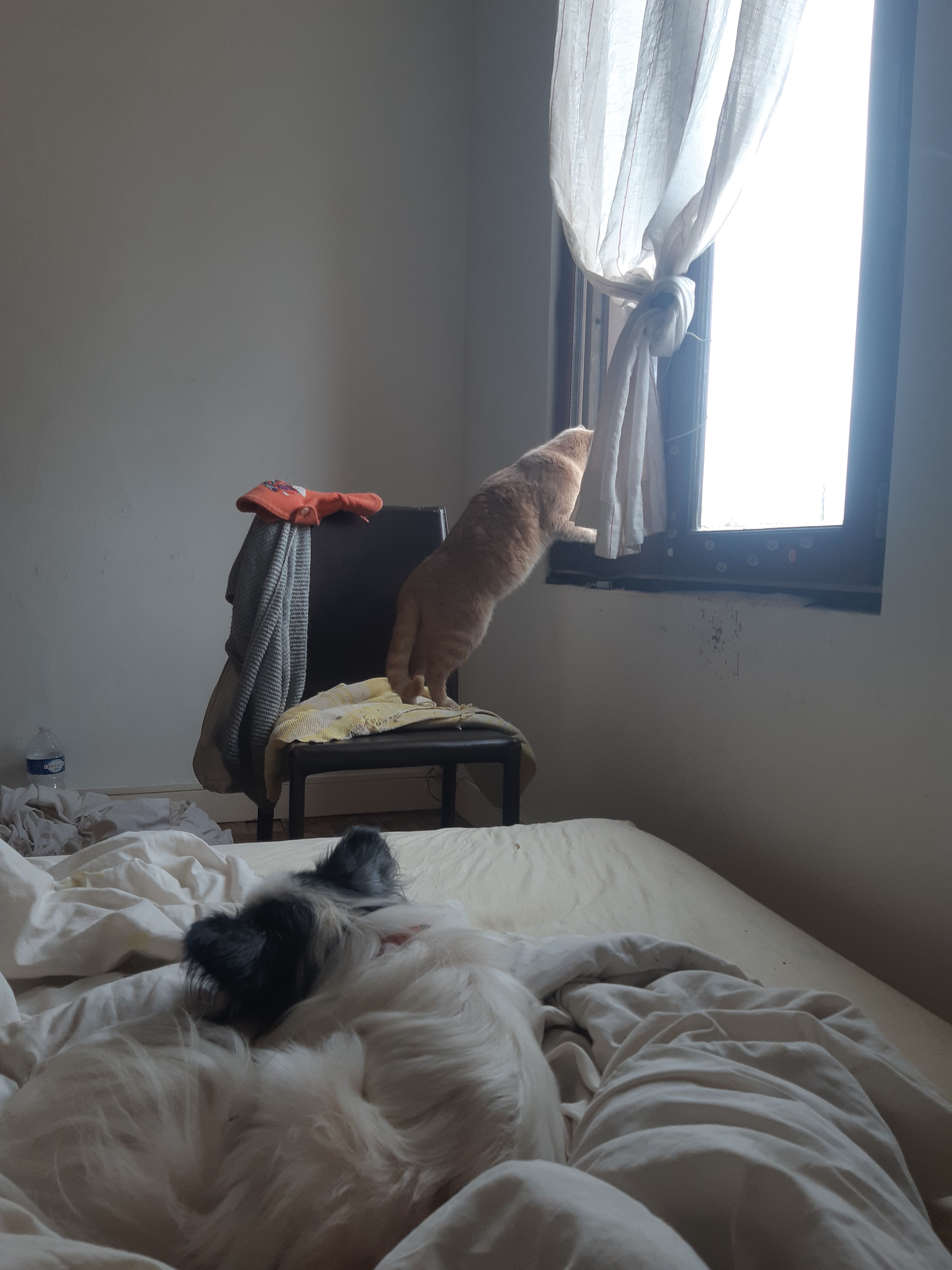 Minou  - Rue Victor Basch, Saint-Dizier