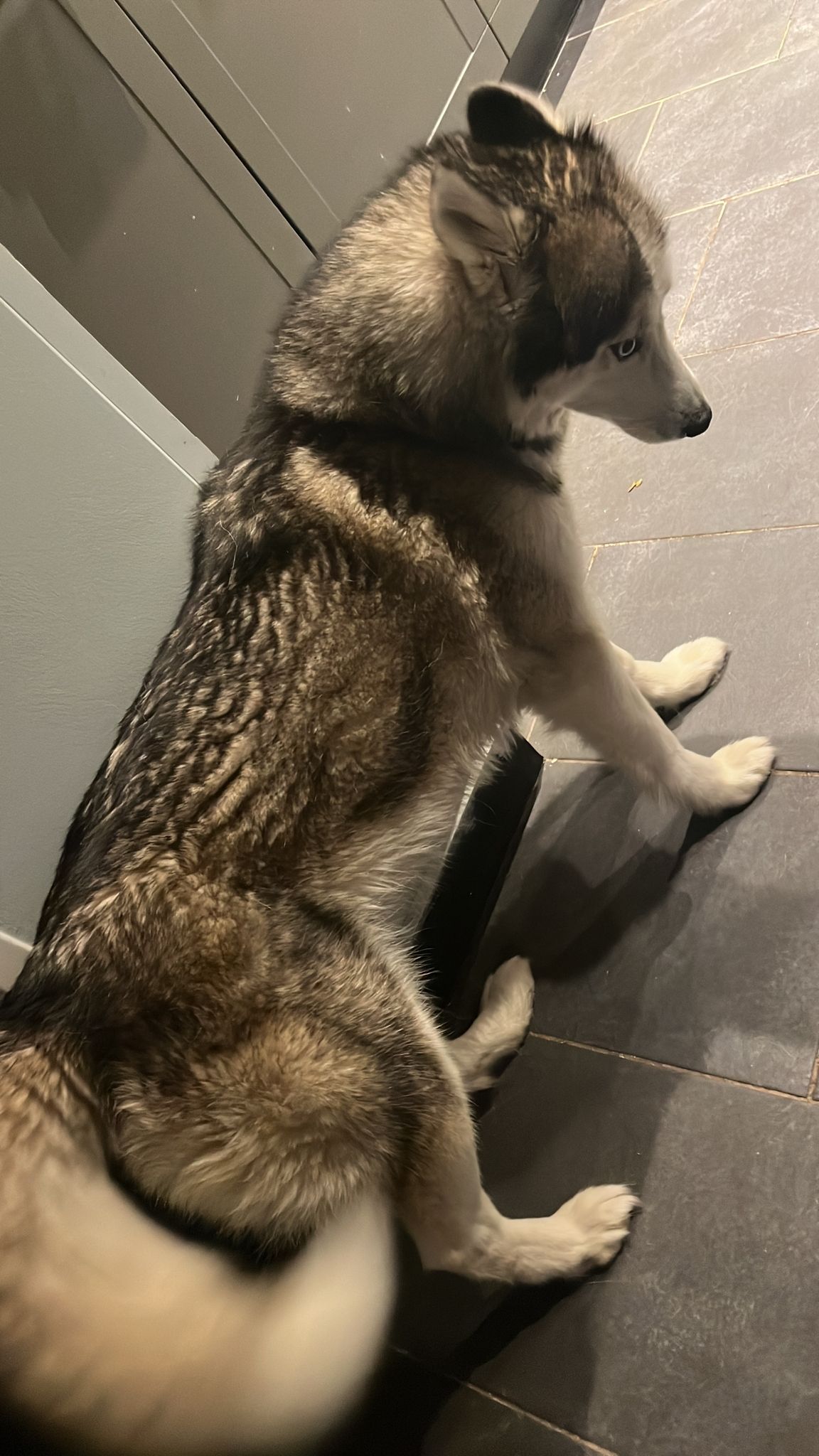 Caya - Van Der Schellingstraat, Tilburg