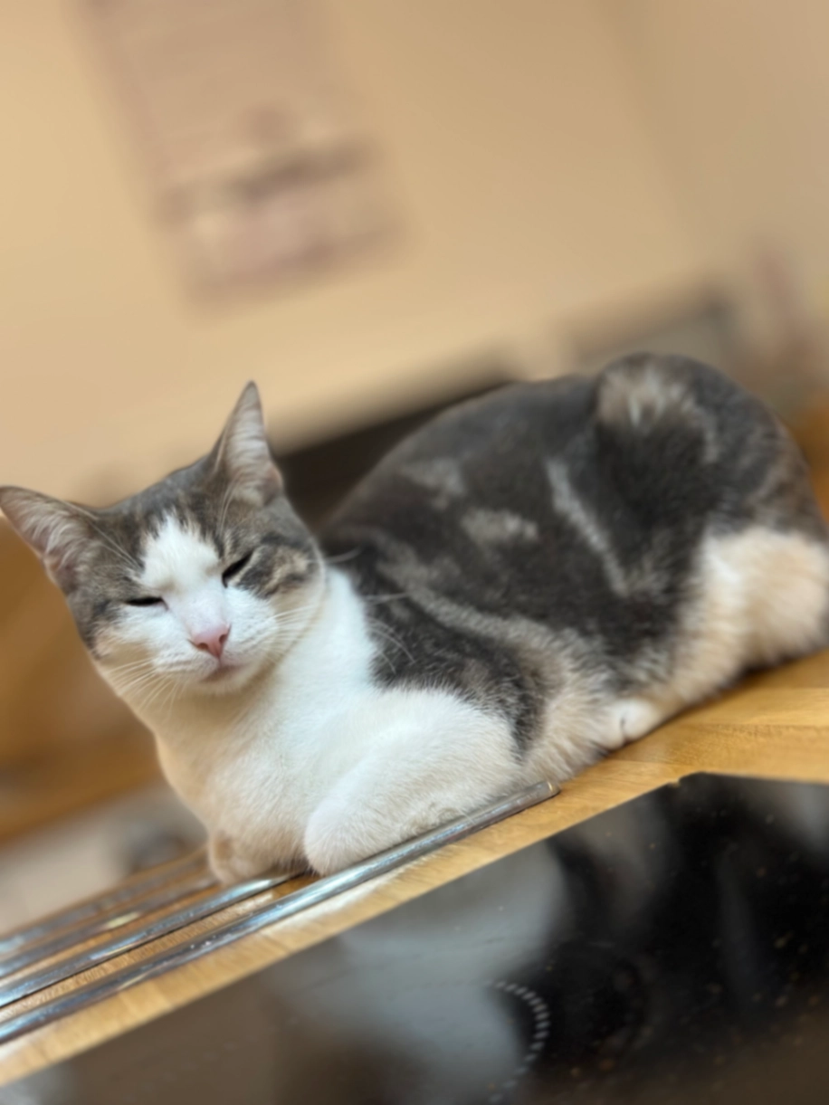 Ted - Luther Road, Bournemouth