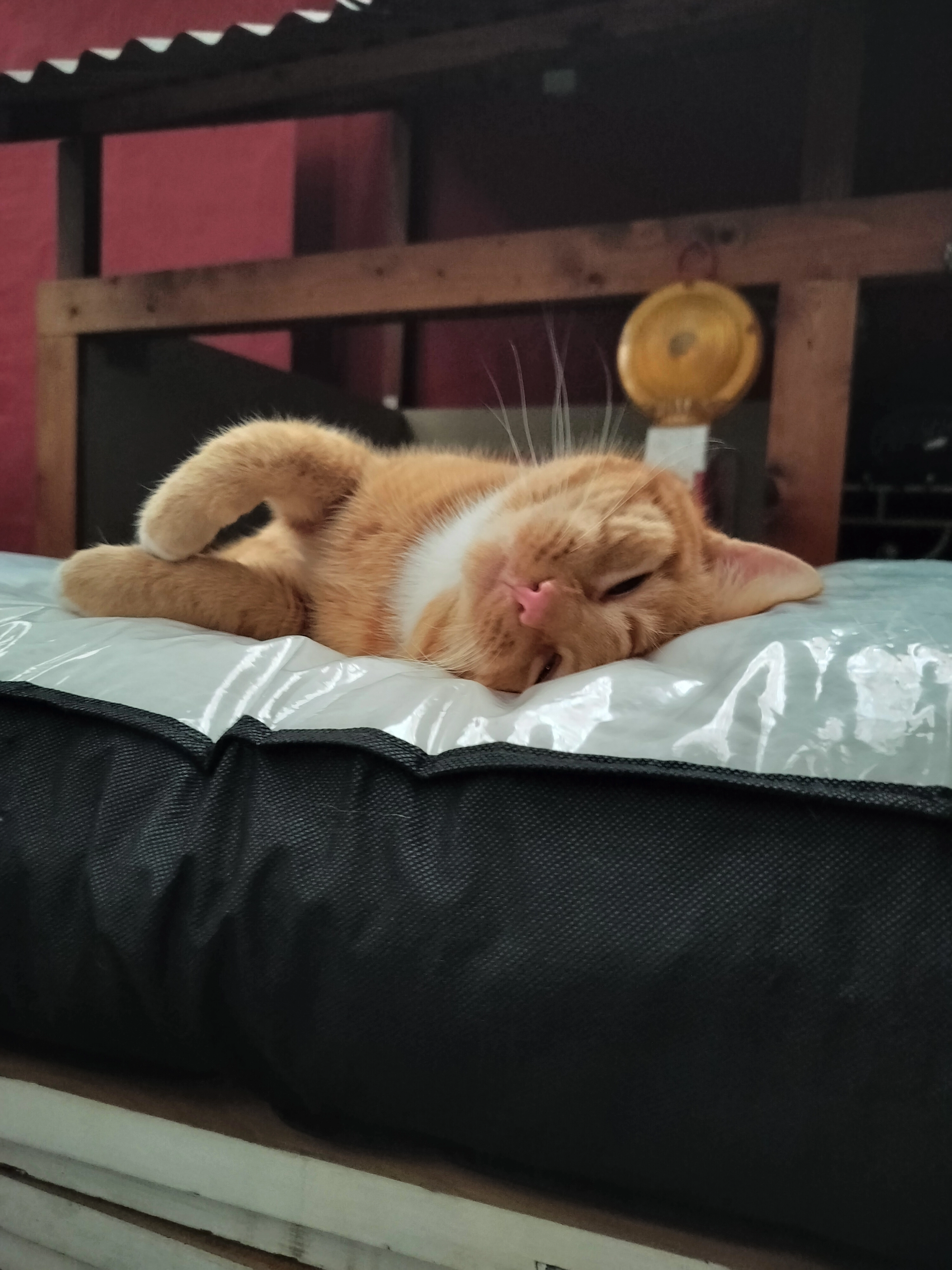 Karrotje - Koning Albertstraat, Zedelgem