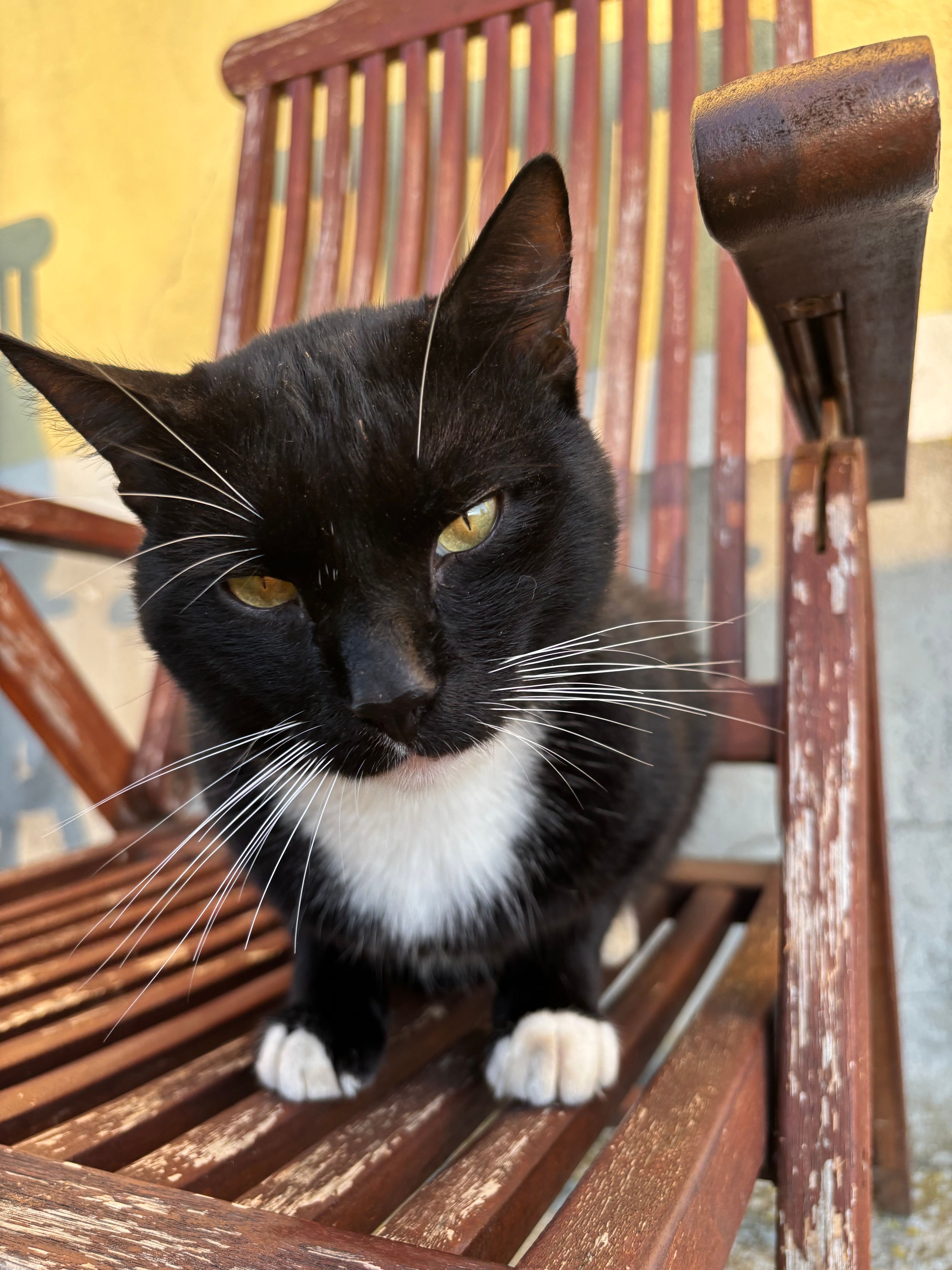 Loki - Holz 4, Aschbach-Markt