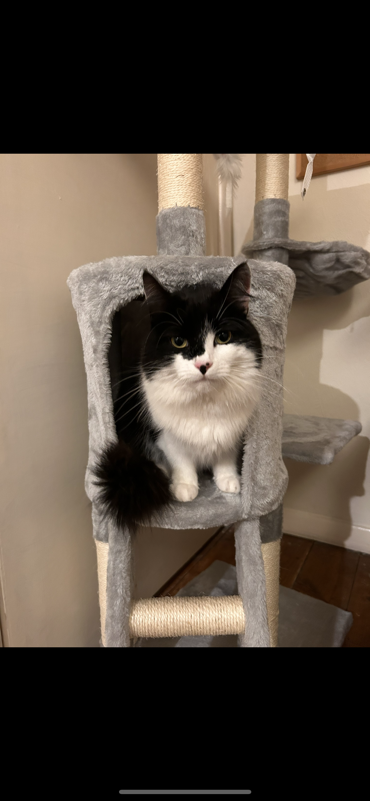 Maggie - Anchor Road, Kingsclere