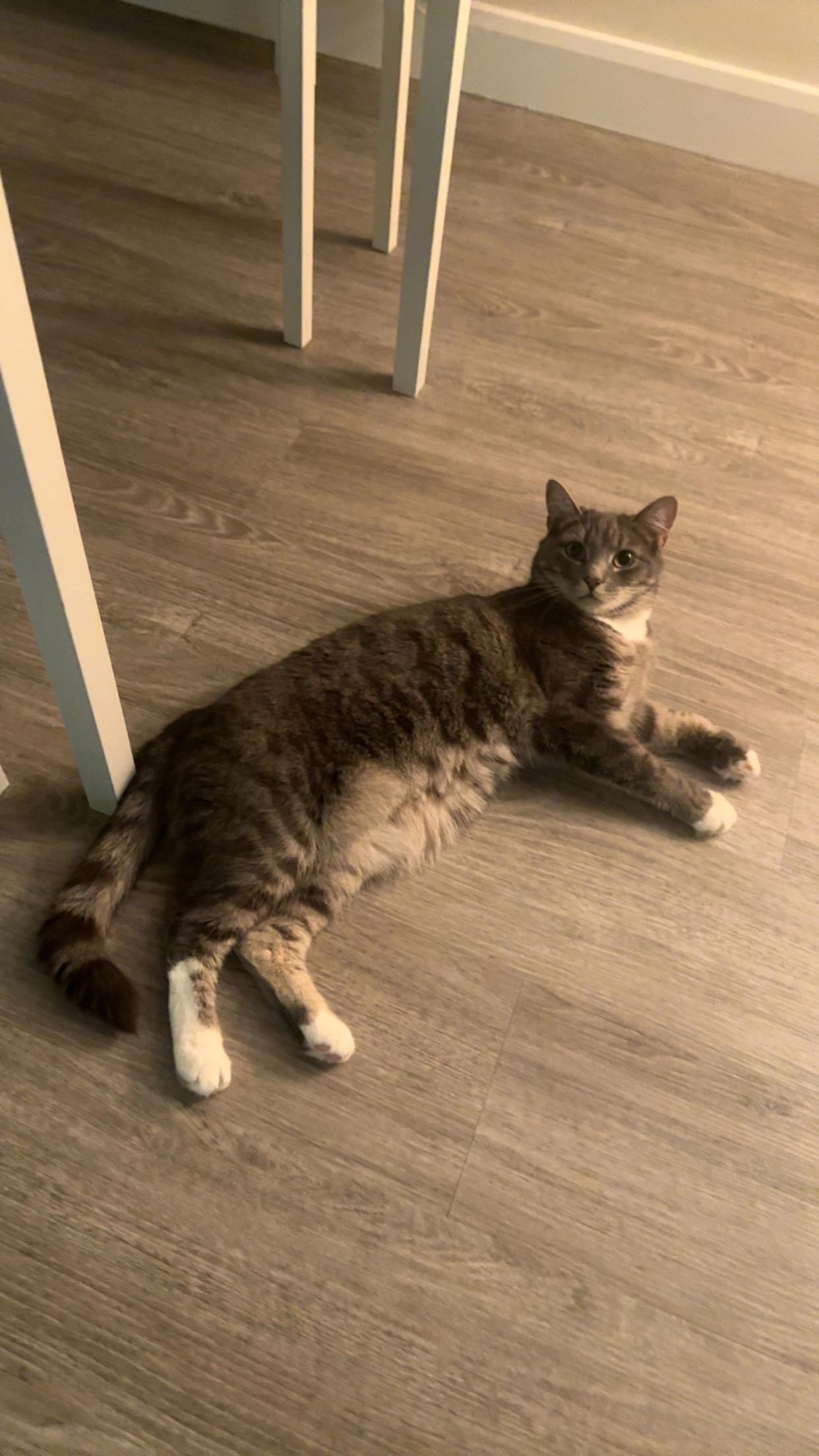 Milo - Belgrave Garden Mews, Chester