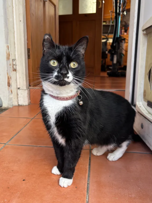 Jess  - Bantry Road, Bristol