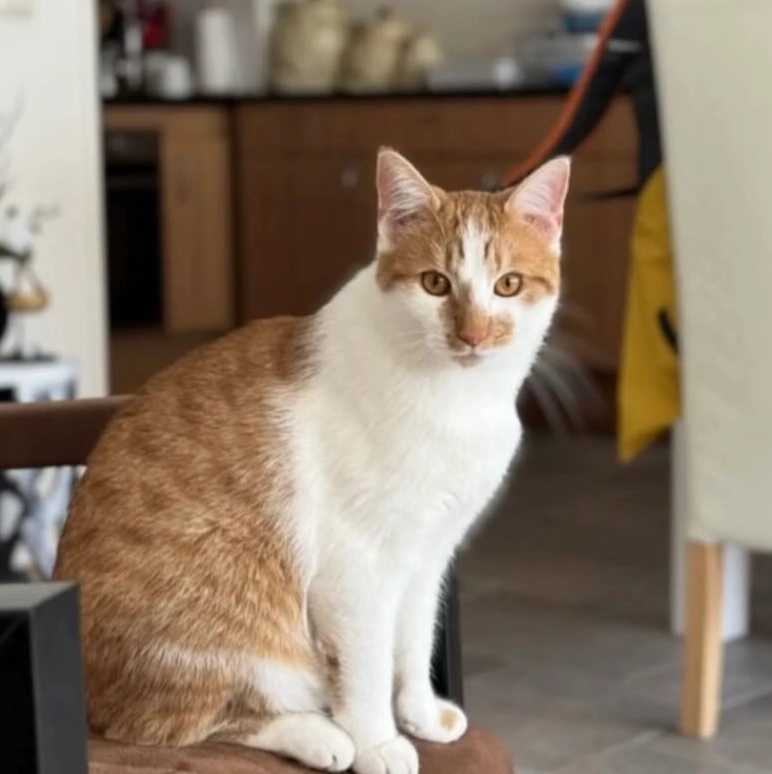 Lio - Karper, Amersfoort