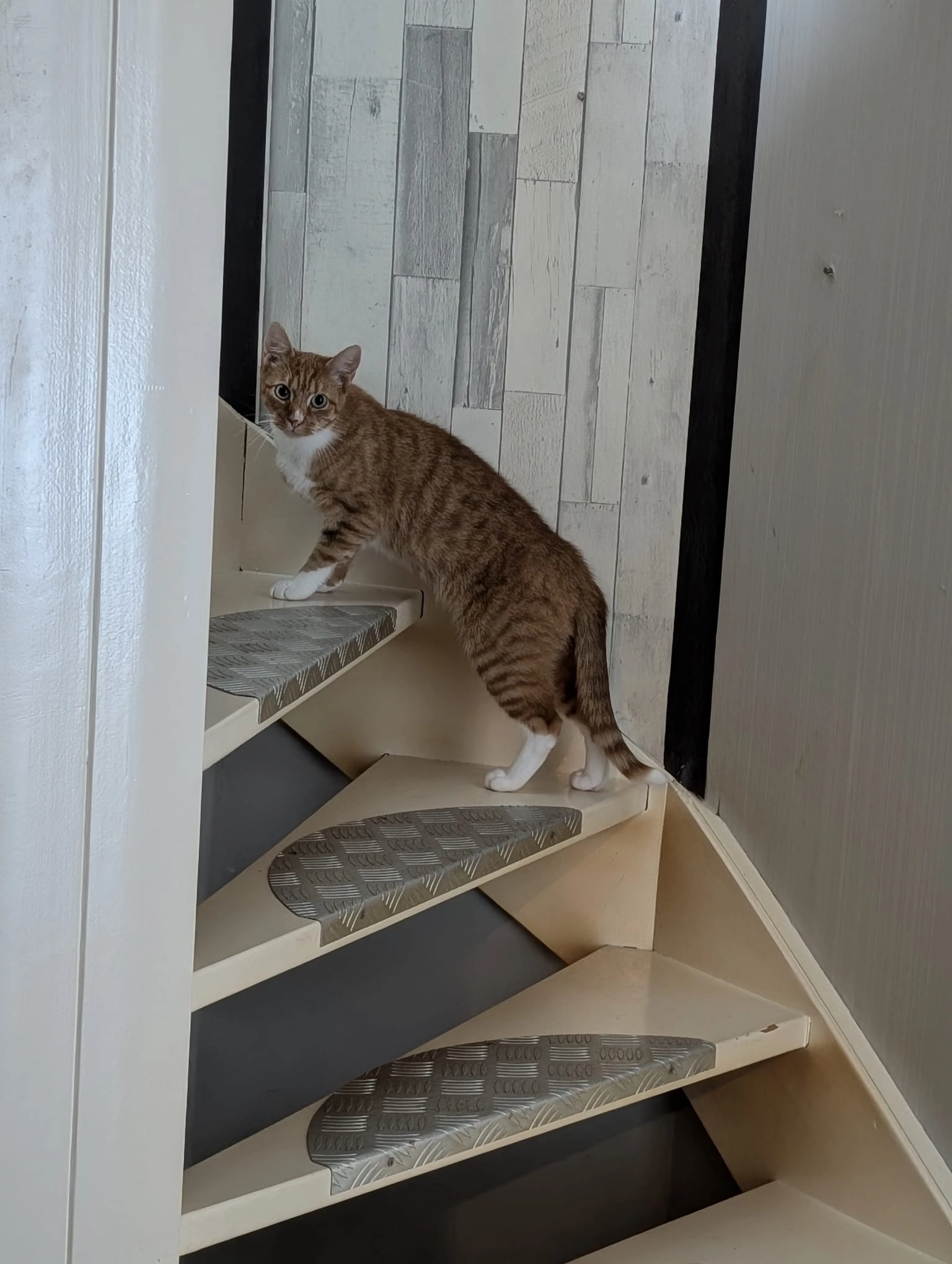 Charlie  - Meermanstraat, Hoofddorp