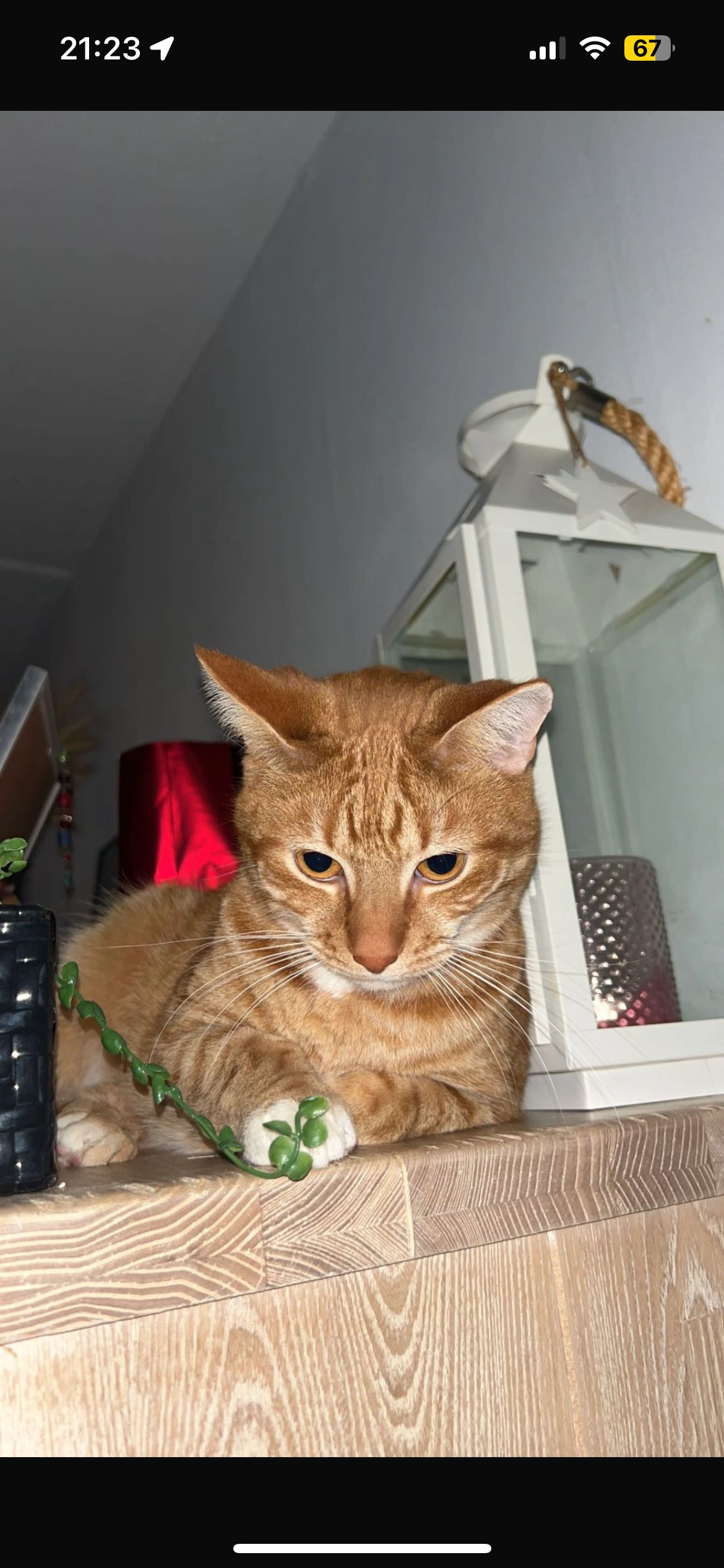 Kleine - Wilde Wingerdlaan, Gouda