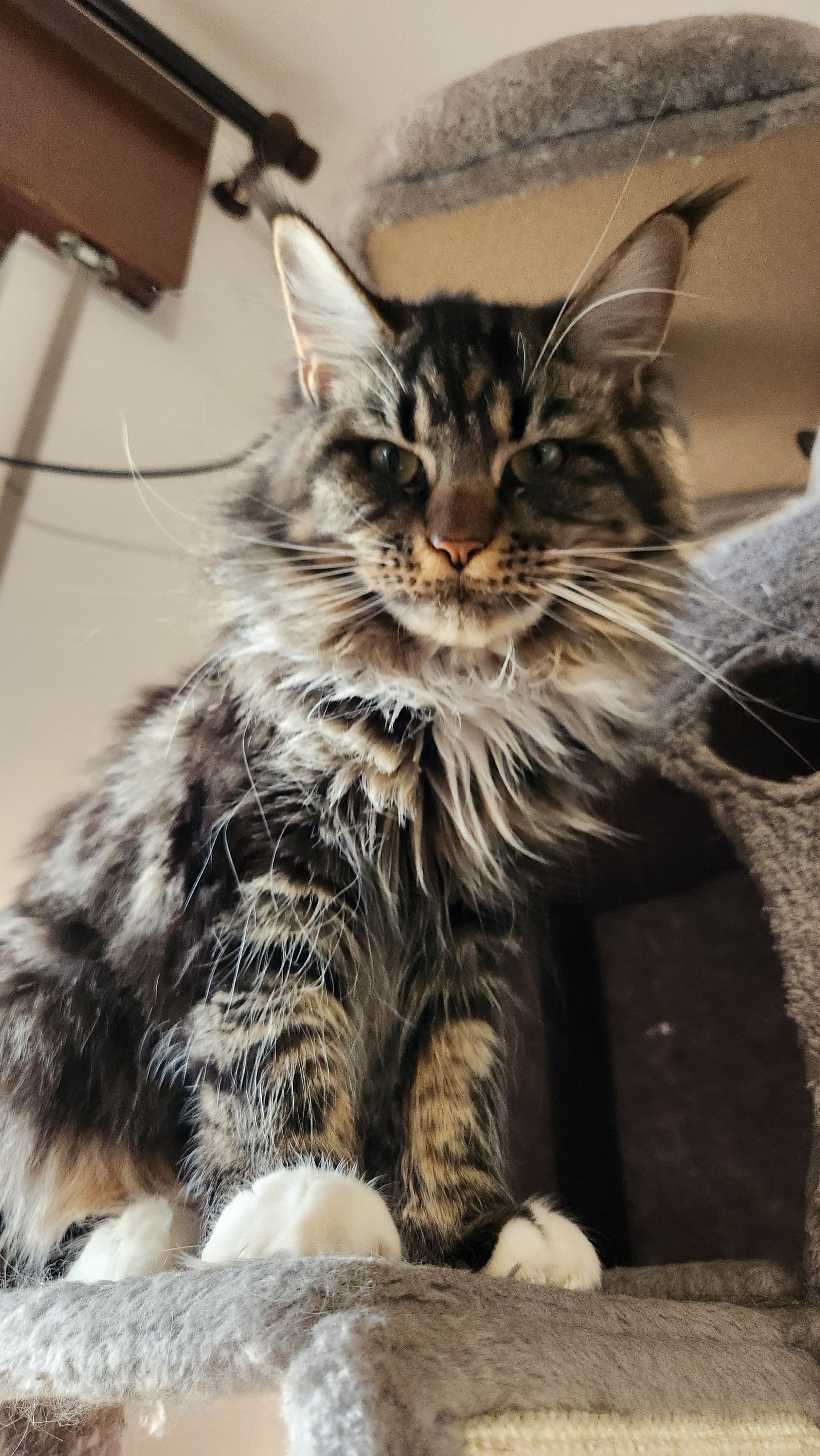 Binx - Via Giambattista Verci, Vicenza