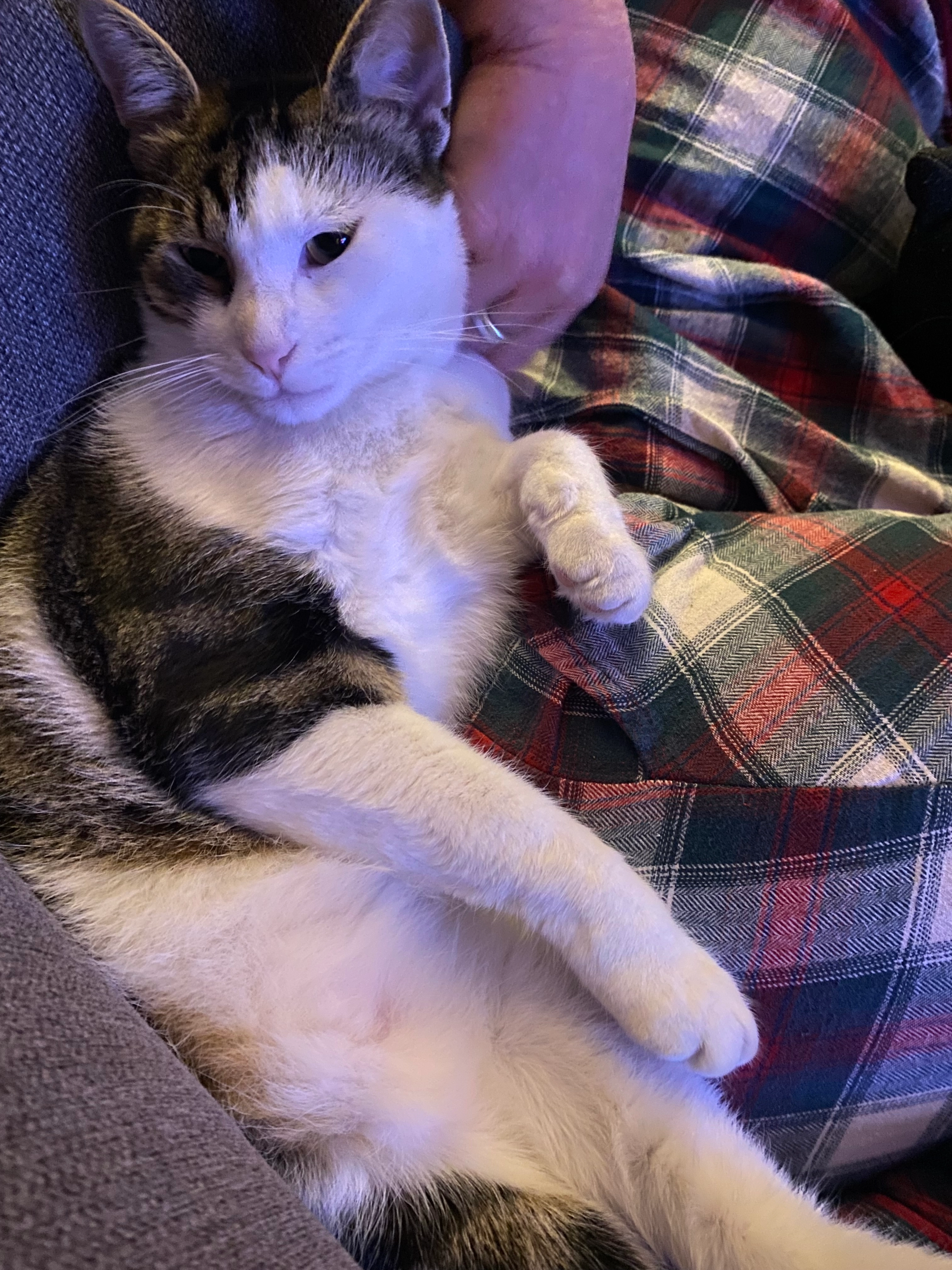 Ash - Bligh Close, Teignmouth