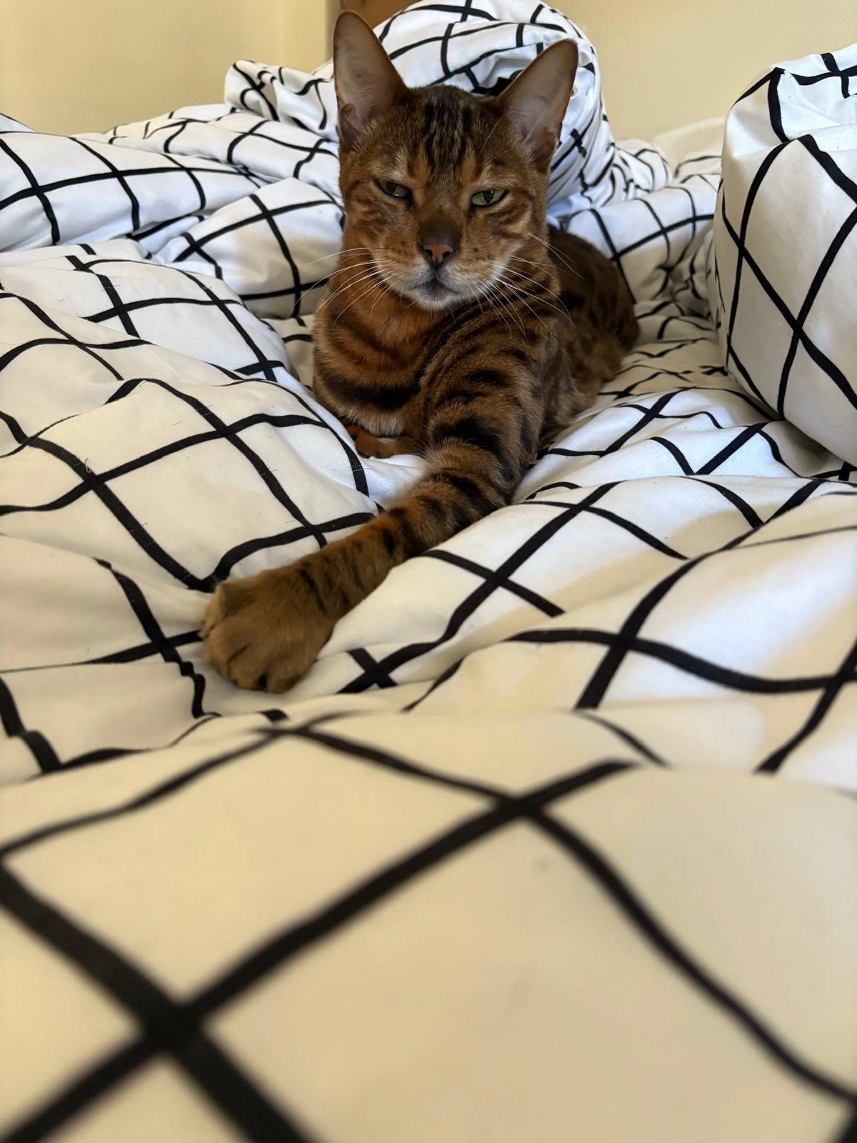 Sayan - 10 Rue de Beausoleil, Cogolin