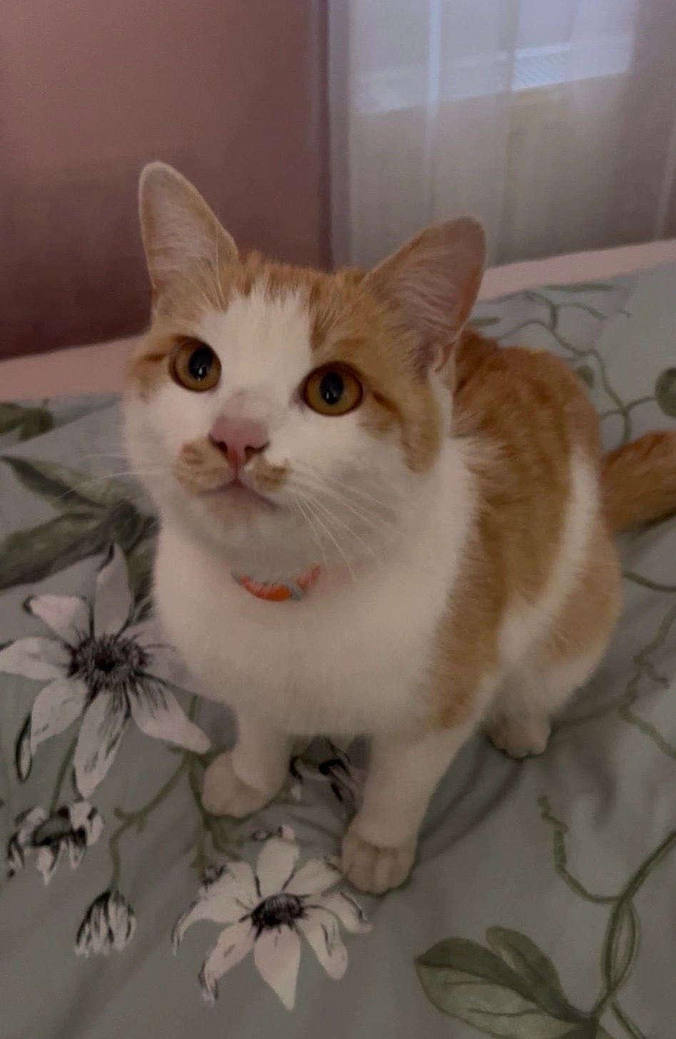 Yuko - Walderdorff-Straße 21, Enns