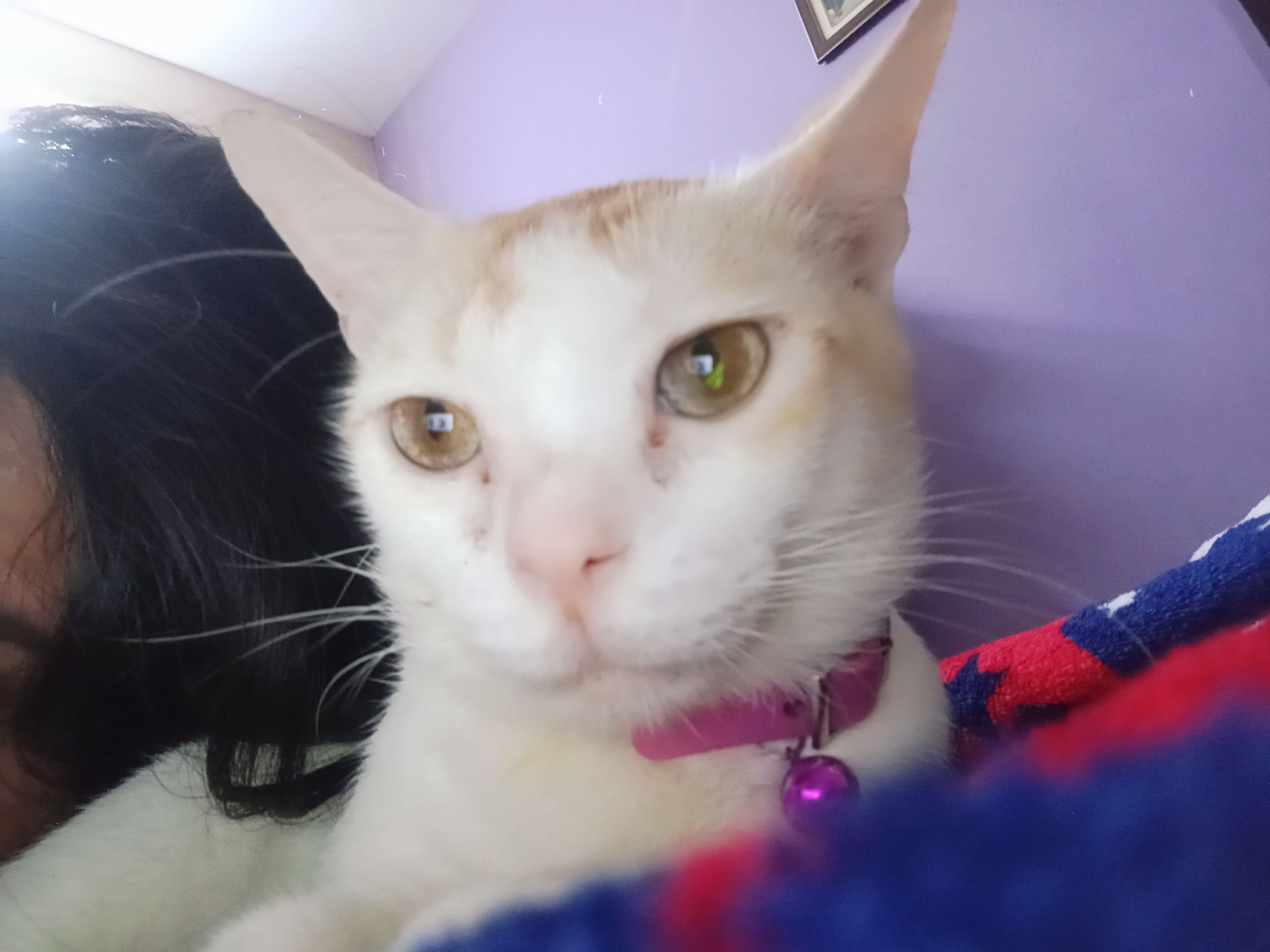 Monu - Belghoria Expressway, Dum Dum