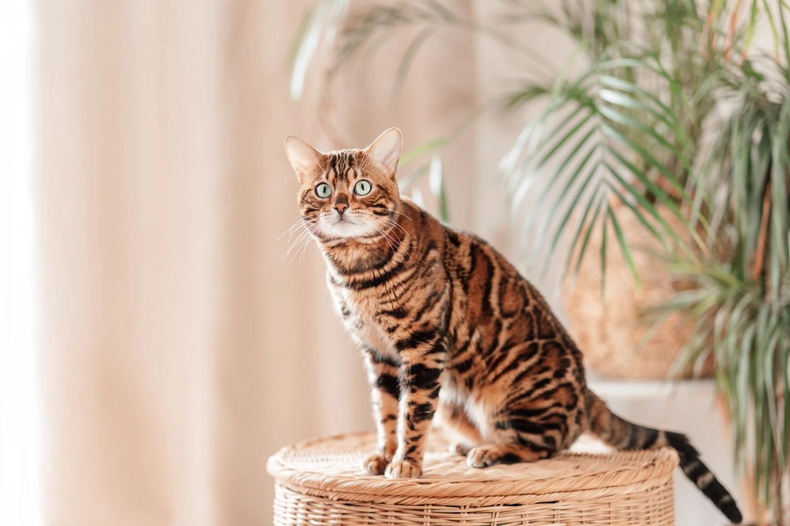 Leonidas - Windsor Avenue, Newport Pagnell