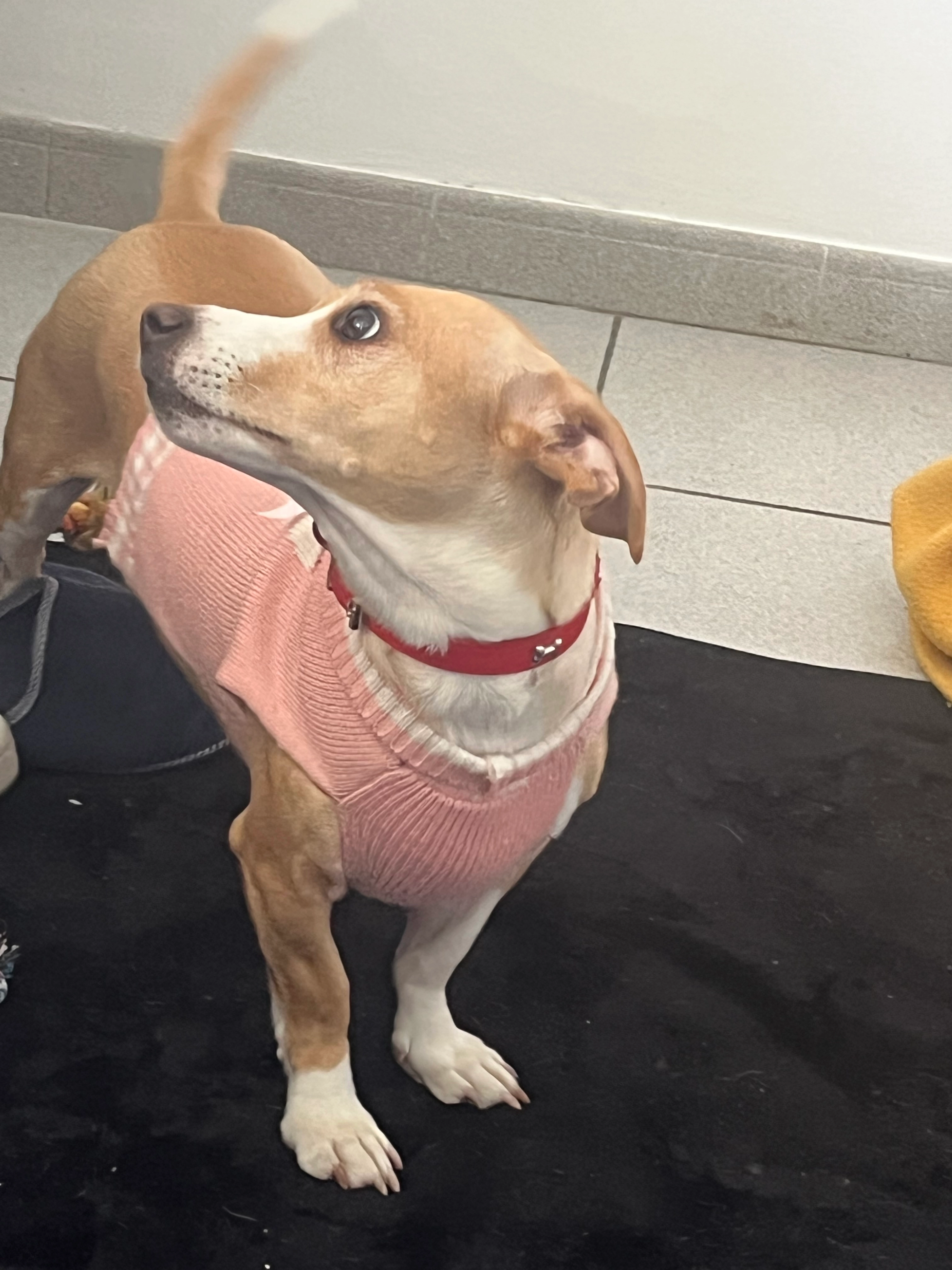 Safira - 71 Allée des Charmilles, Livry-Gargan