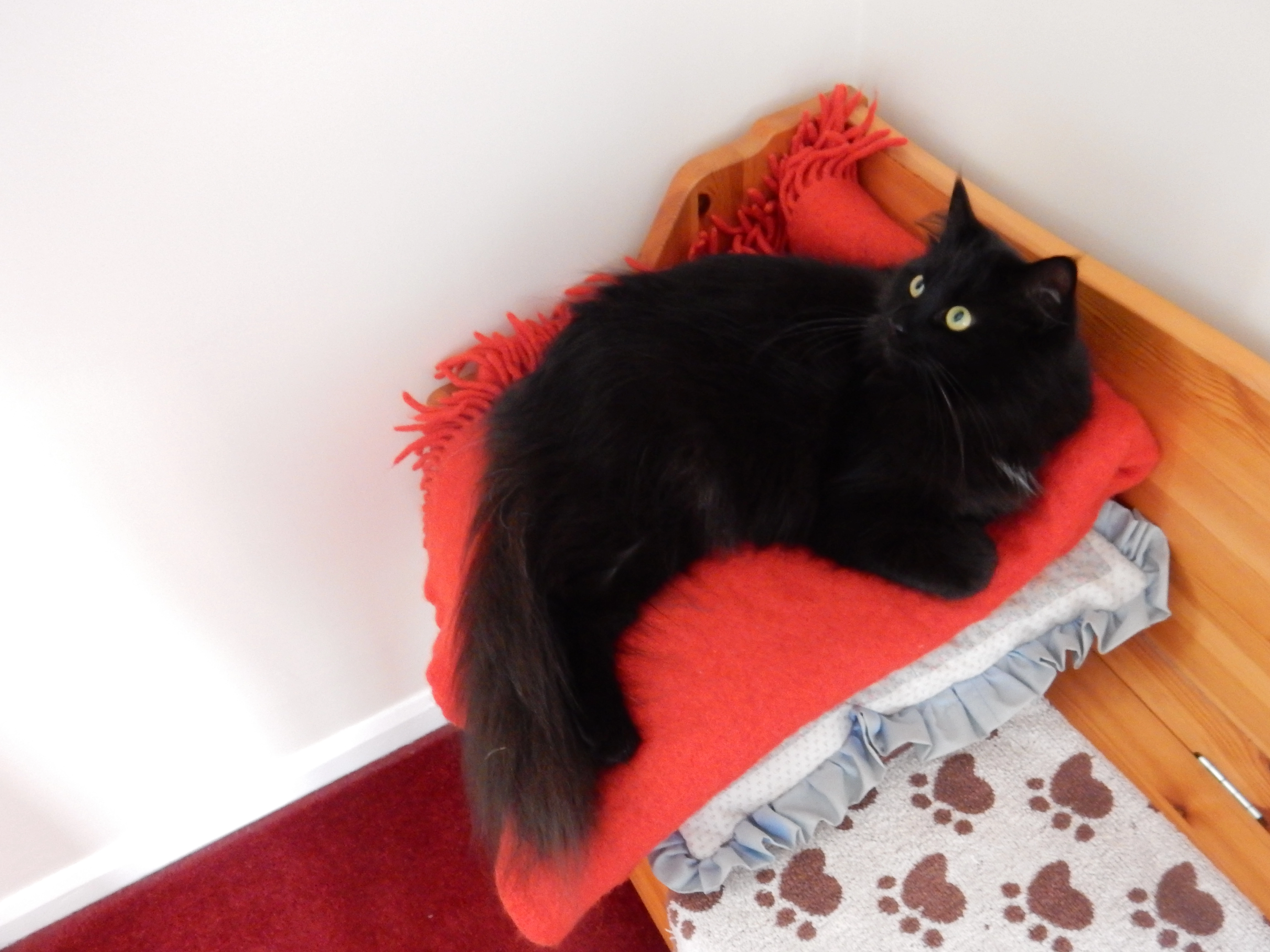 Catrina - Porch Close, Godmanchester