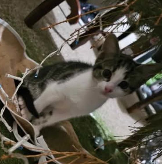 Molly - Annet Road, Denny