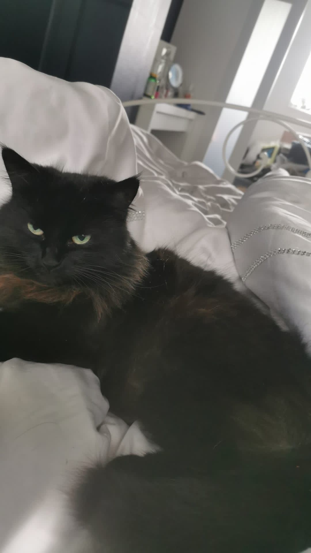 Nibbles - NN18 0, Corby