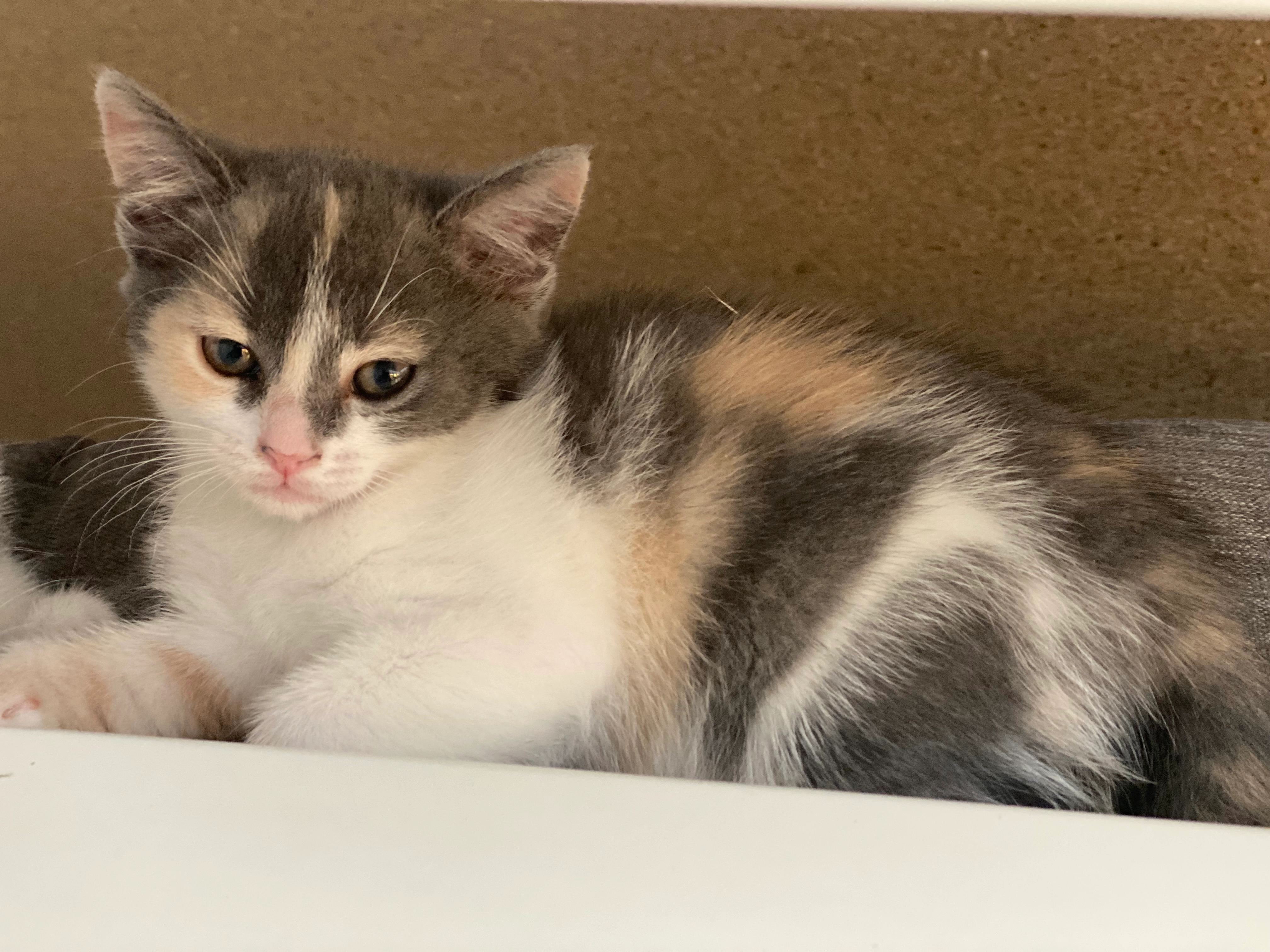 Tri - Im Eichenpfädle, Böblingen