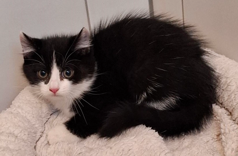 Neeko - Hauensteiner Straße, Laufenburg