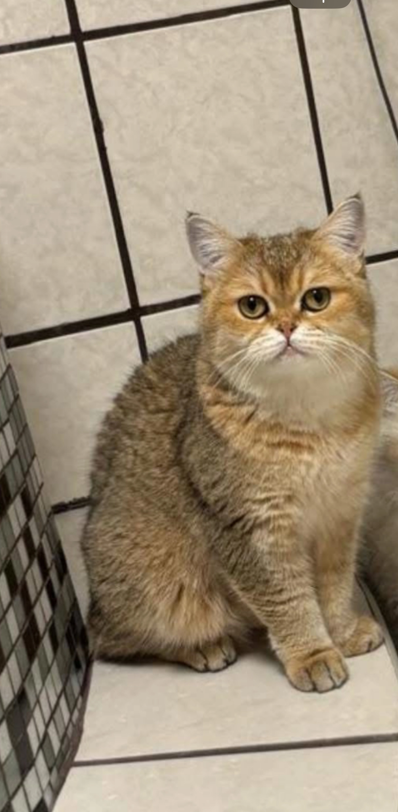 Tarcin - Sulzbachtalstraße, Sulzbach