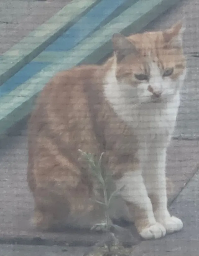 Mr meowgi - Lee Street, Accrington