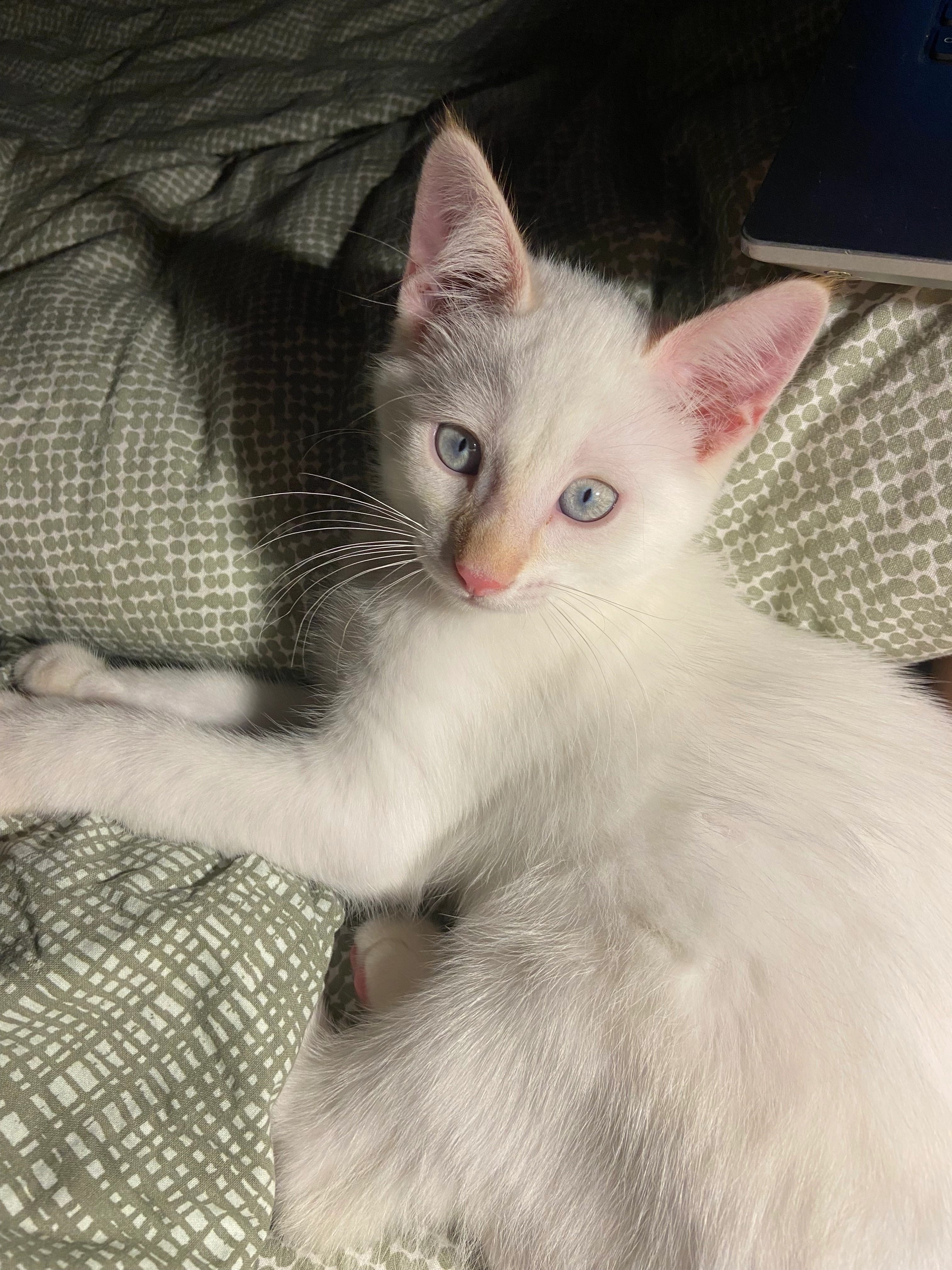 Atlas - 3 Allée Raoul Dufy, Chambray-lès-Tours