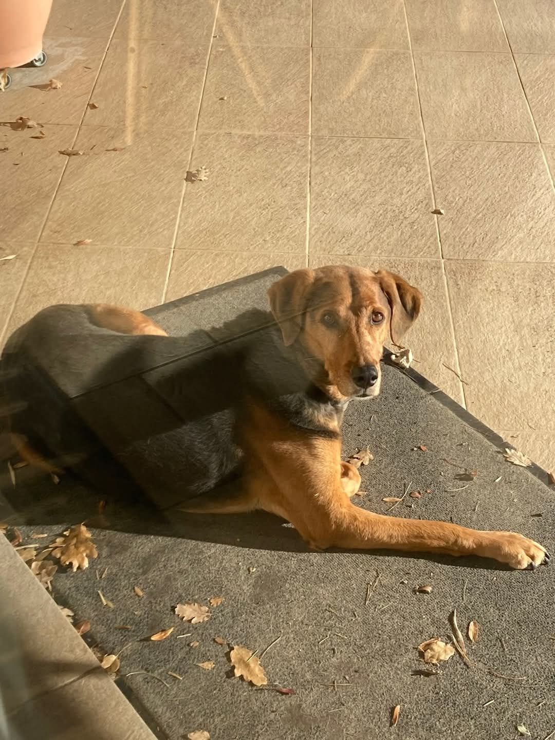 Phoebe - Lotissement Usclat, Mollégès