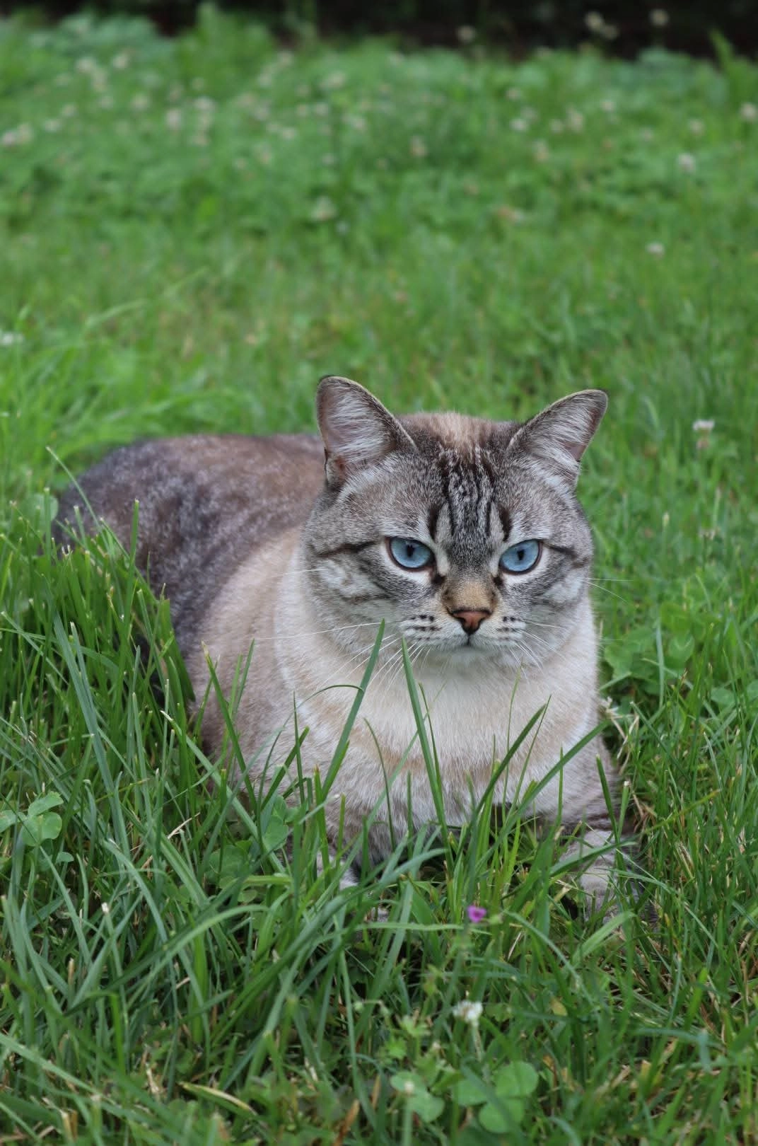 Michelangelo  - Via Trento, Brebbia