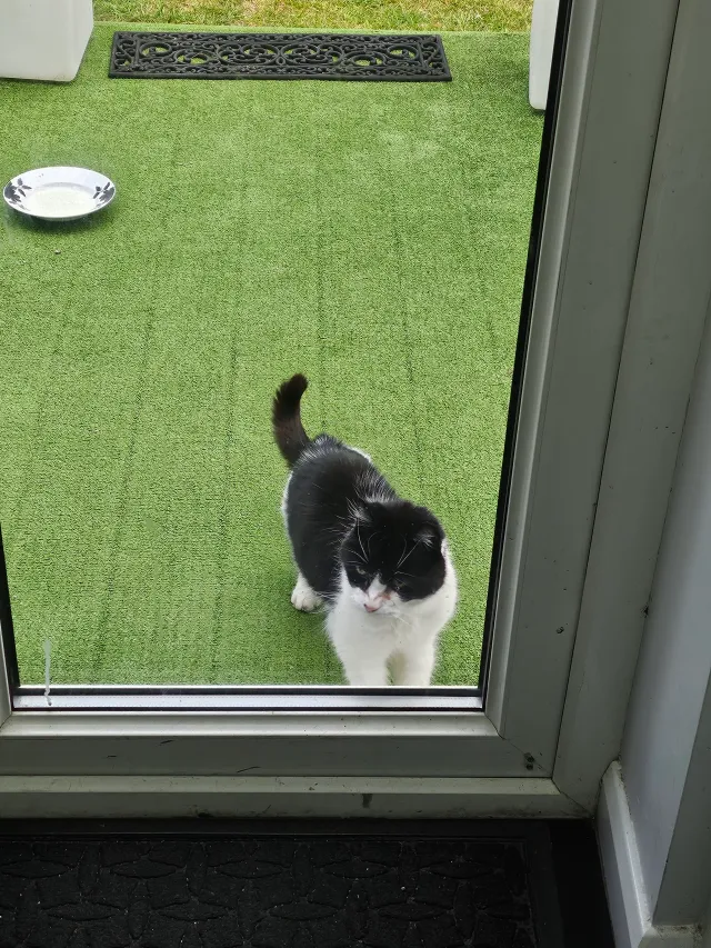 Don't know have a missing cat onm - L16 5, Liverpool