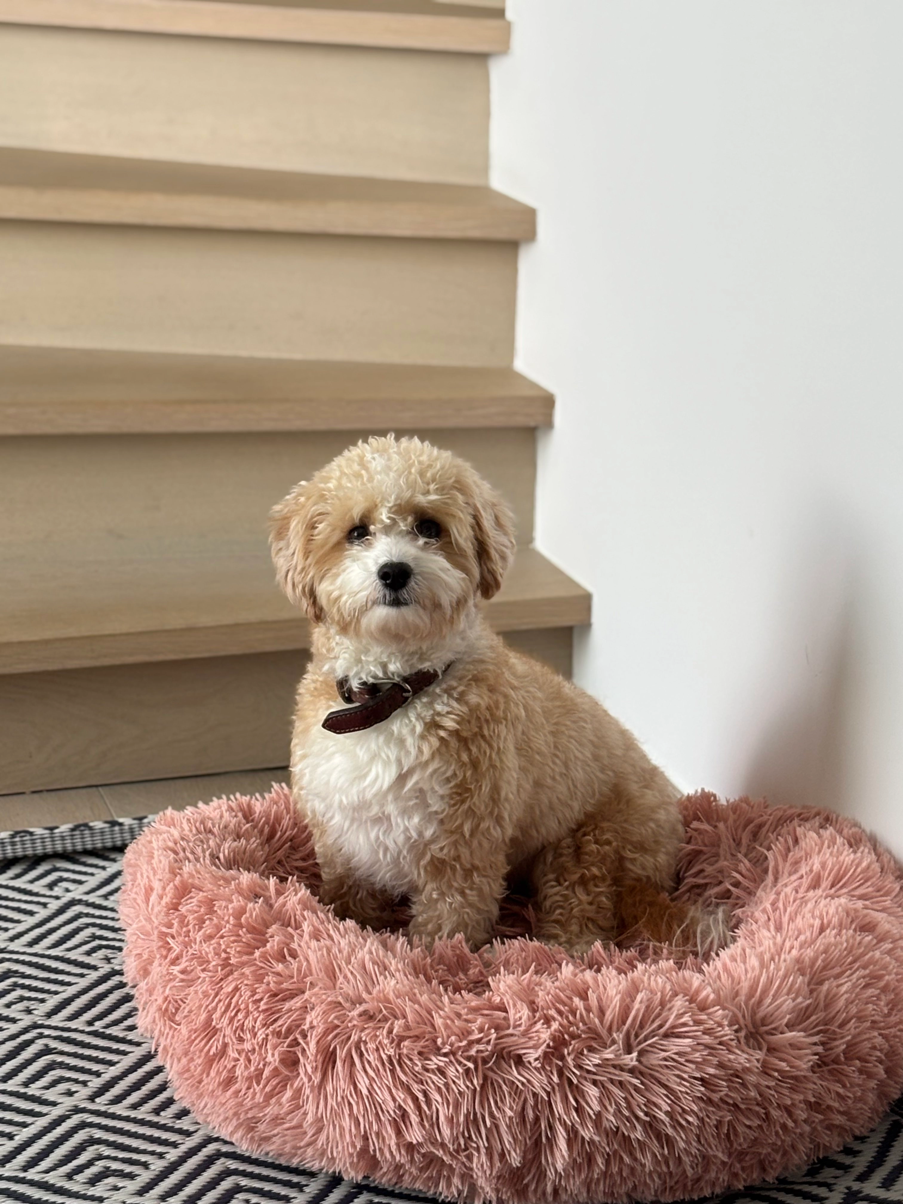 Flosch - NatiΓ«nlaan, Knokke-Heist