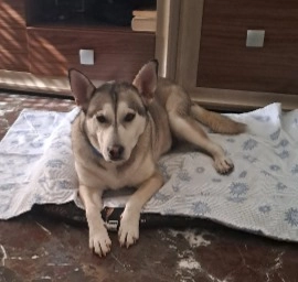 Copito - Calle Morena, Granada