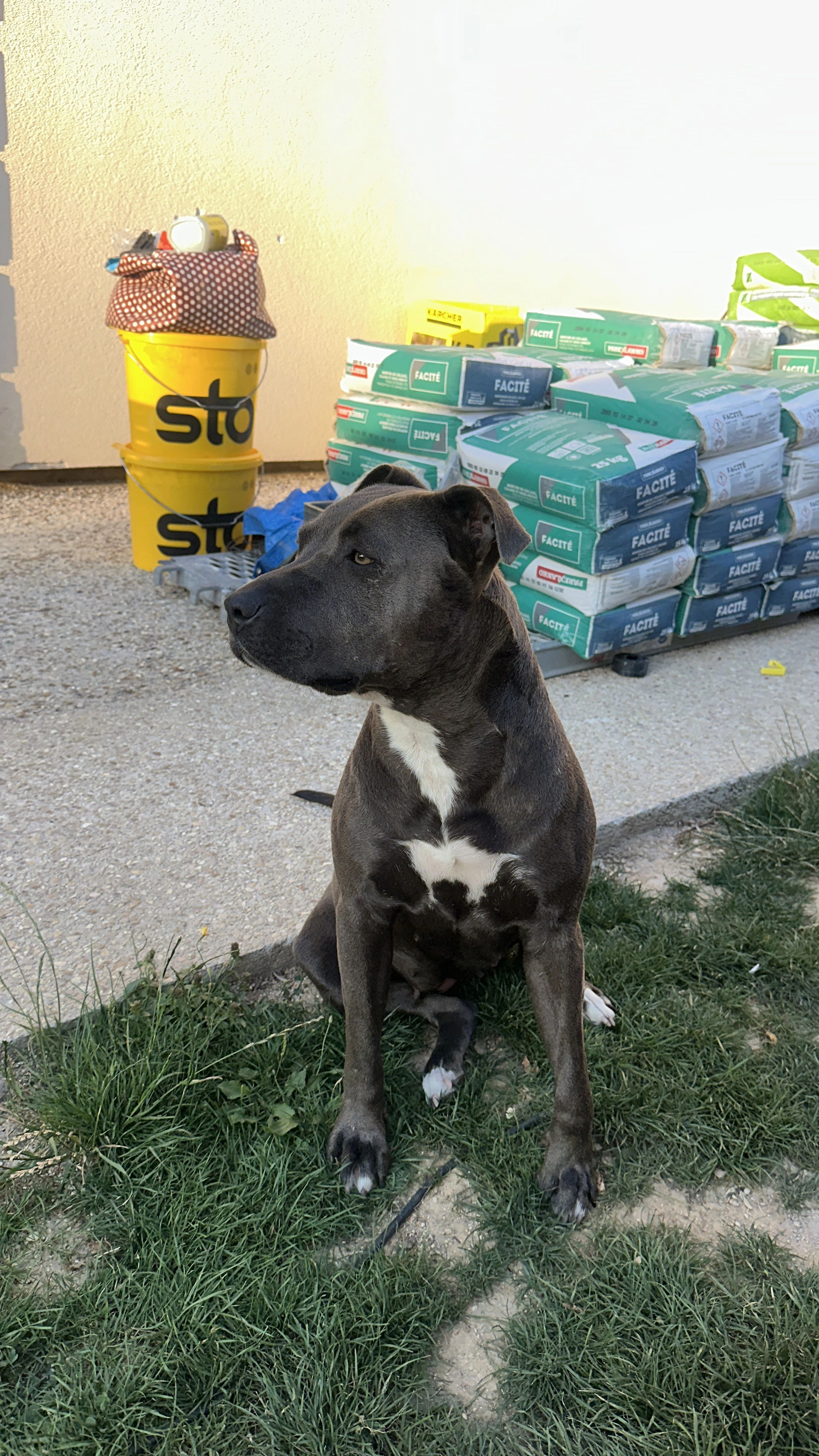 Leila  - Résidence Du Bois Aux Geais, Chenoise