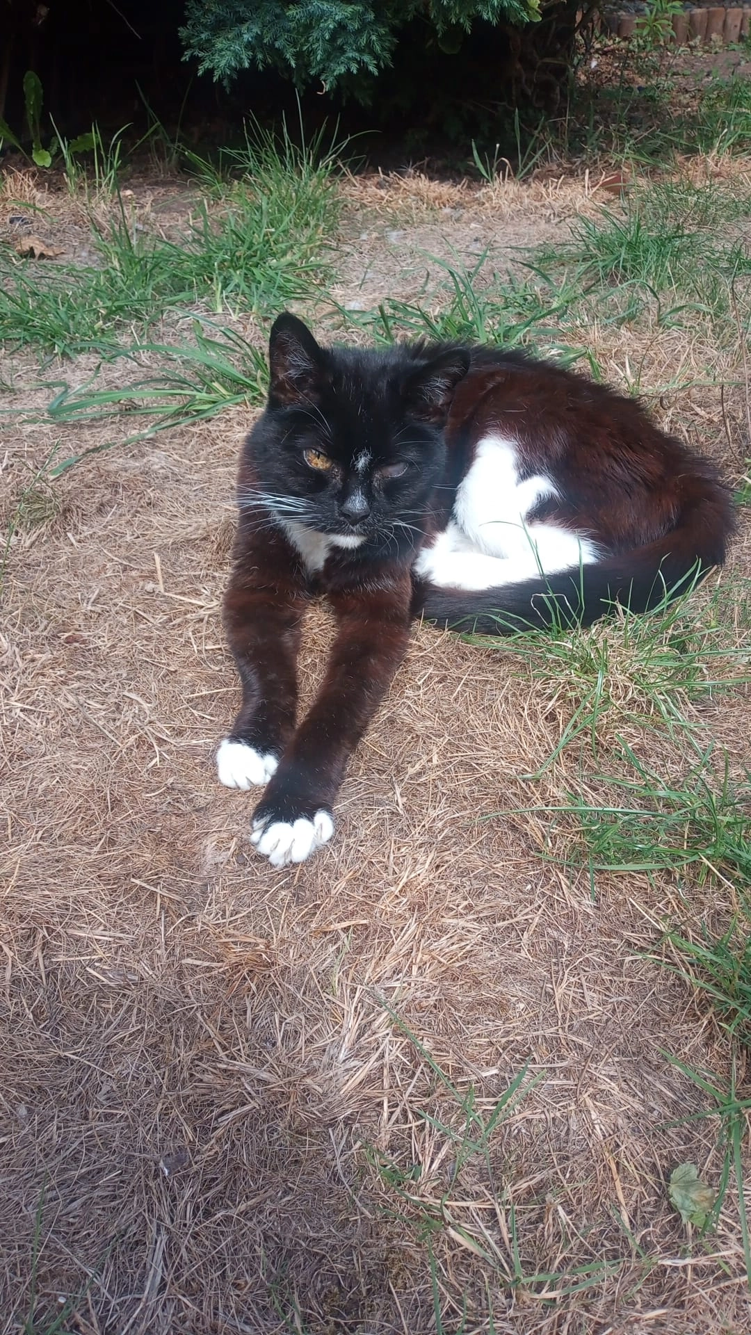 Queens - St. Michaels Way, Tipton