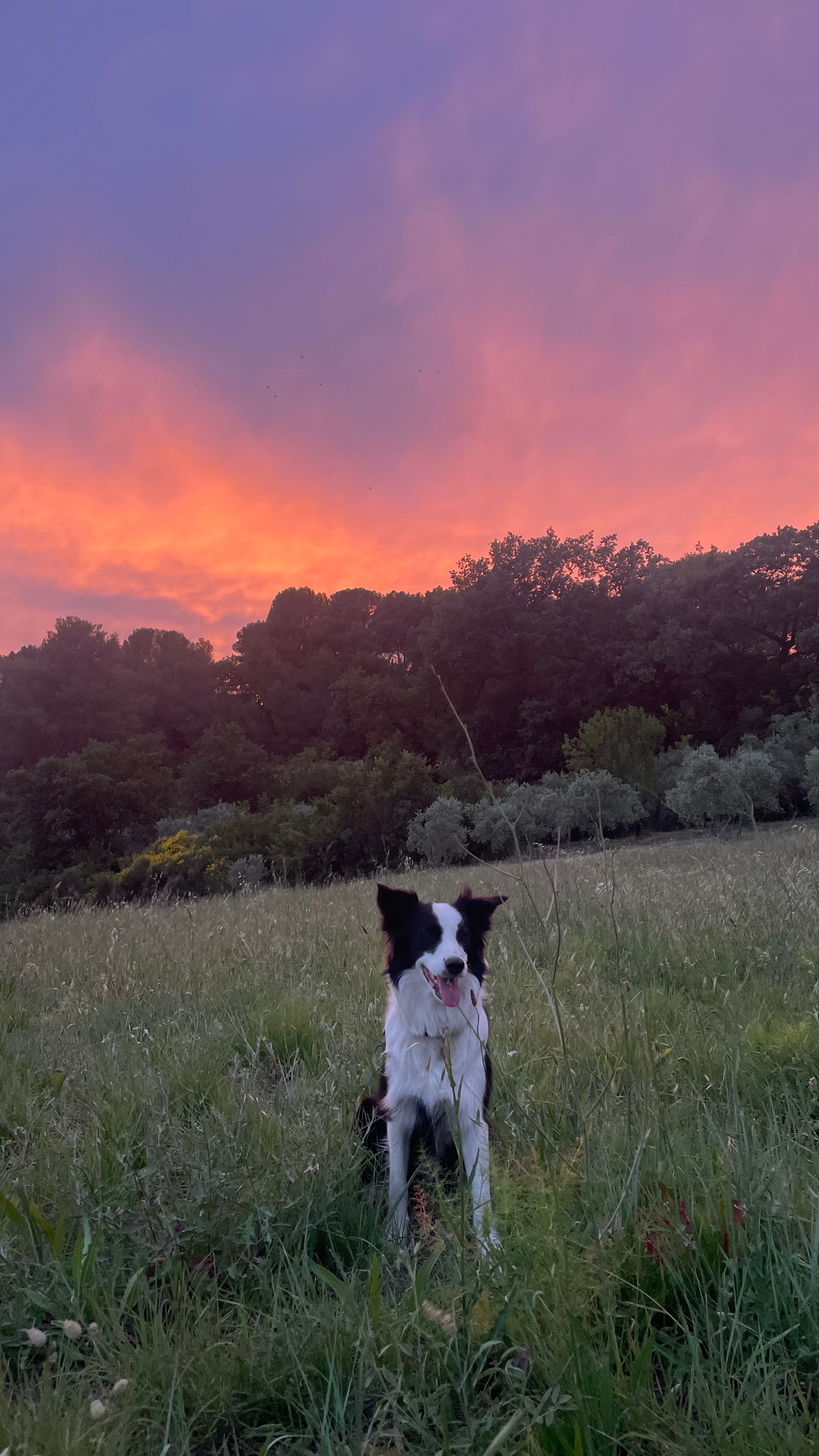 Saika - Viale Valleggia, Limone Piemonte