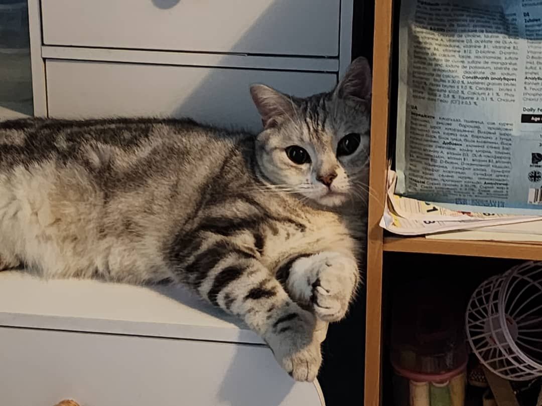 Mingi - 11600, Jelutong