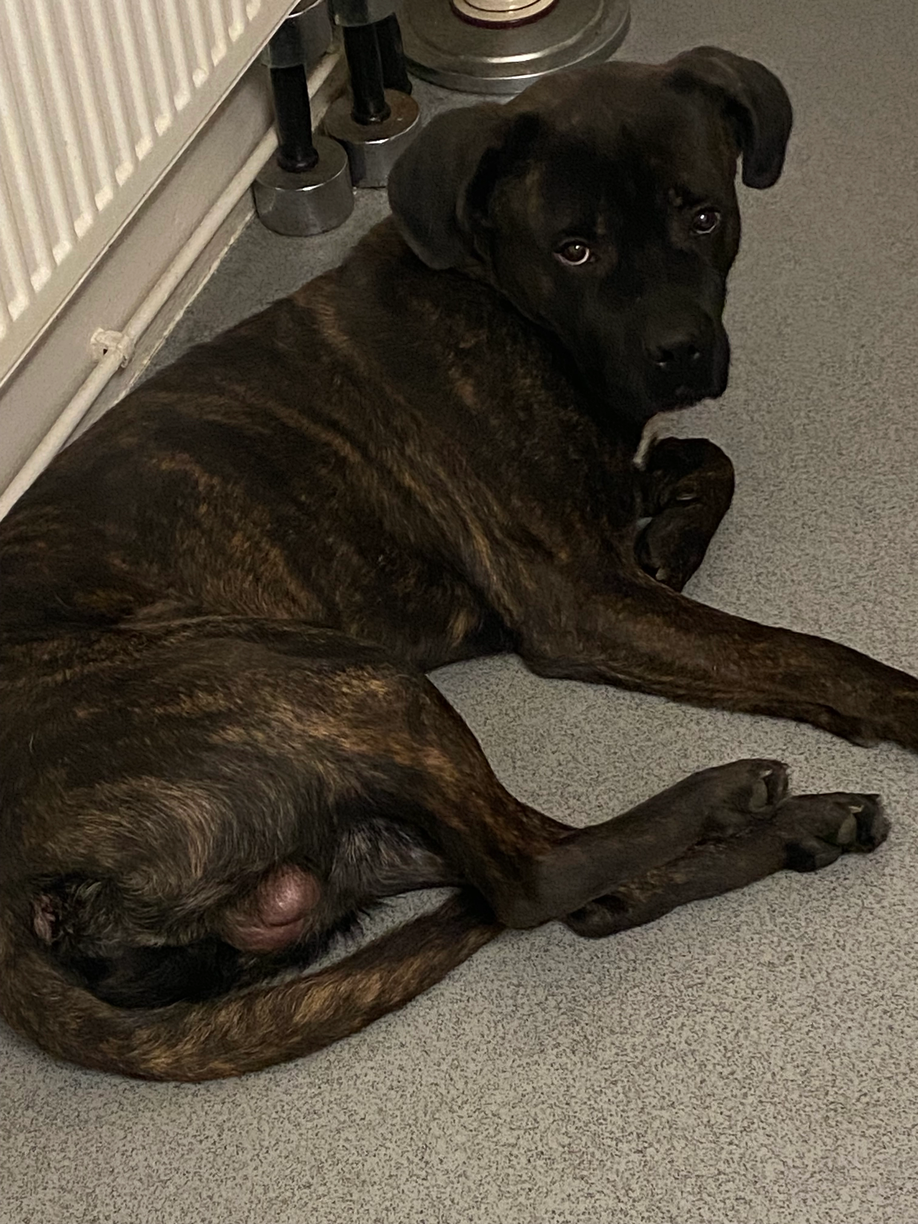 Kane - Denmark Hill, London