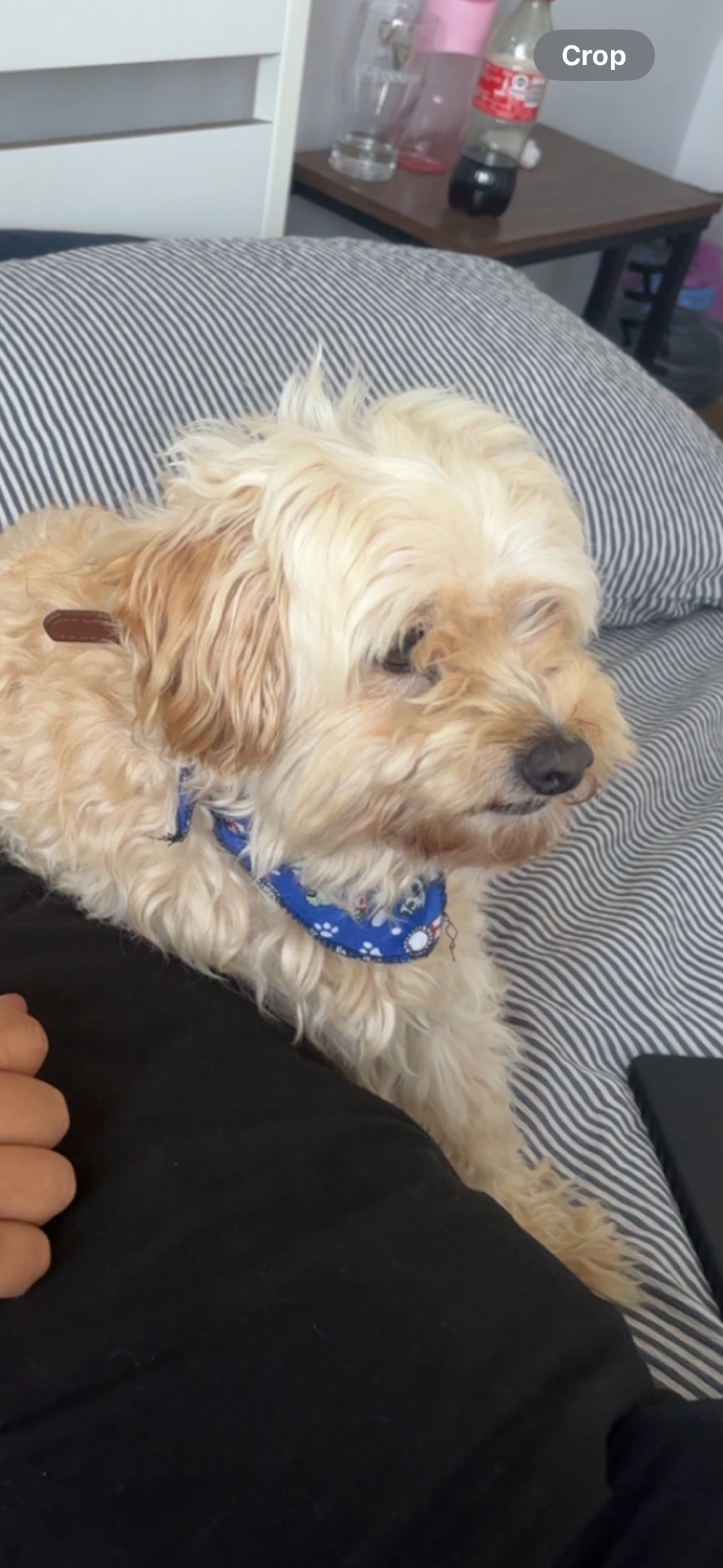 Ted - Mount Andrew Court, Lucan