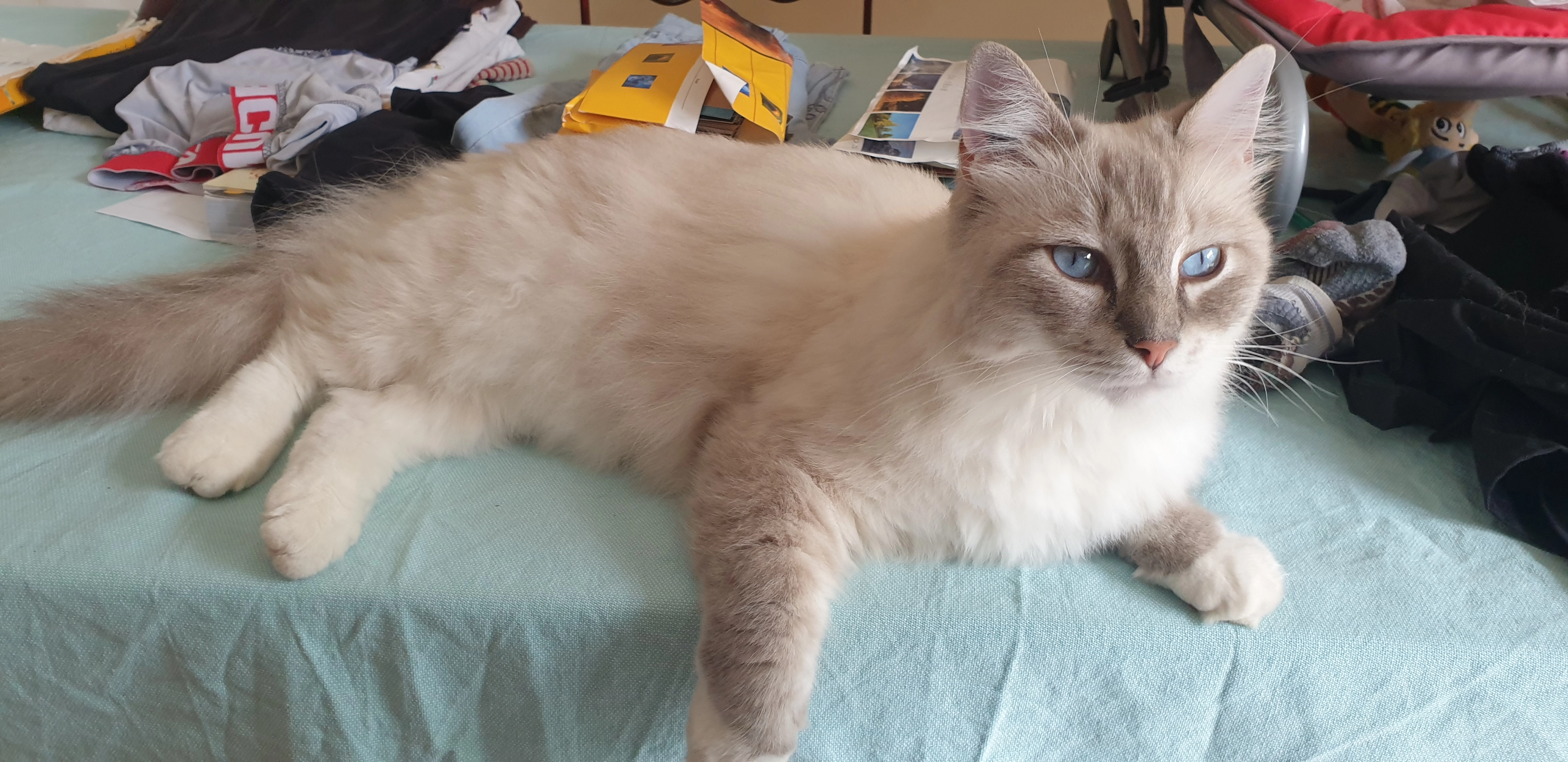 Flocon - Rue Du Combals, Saint-Gély-du-Fesc