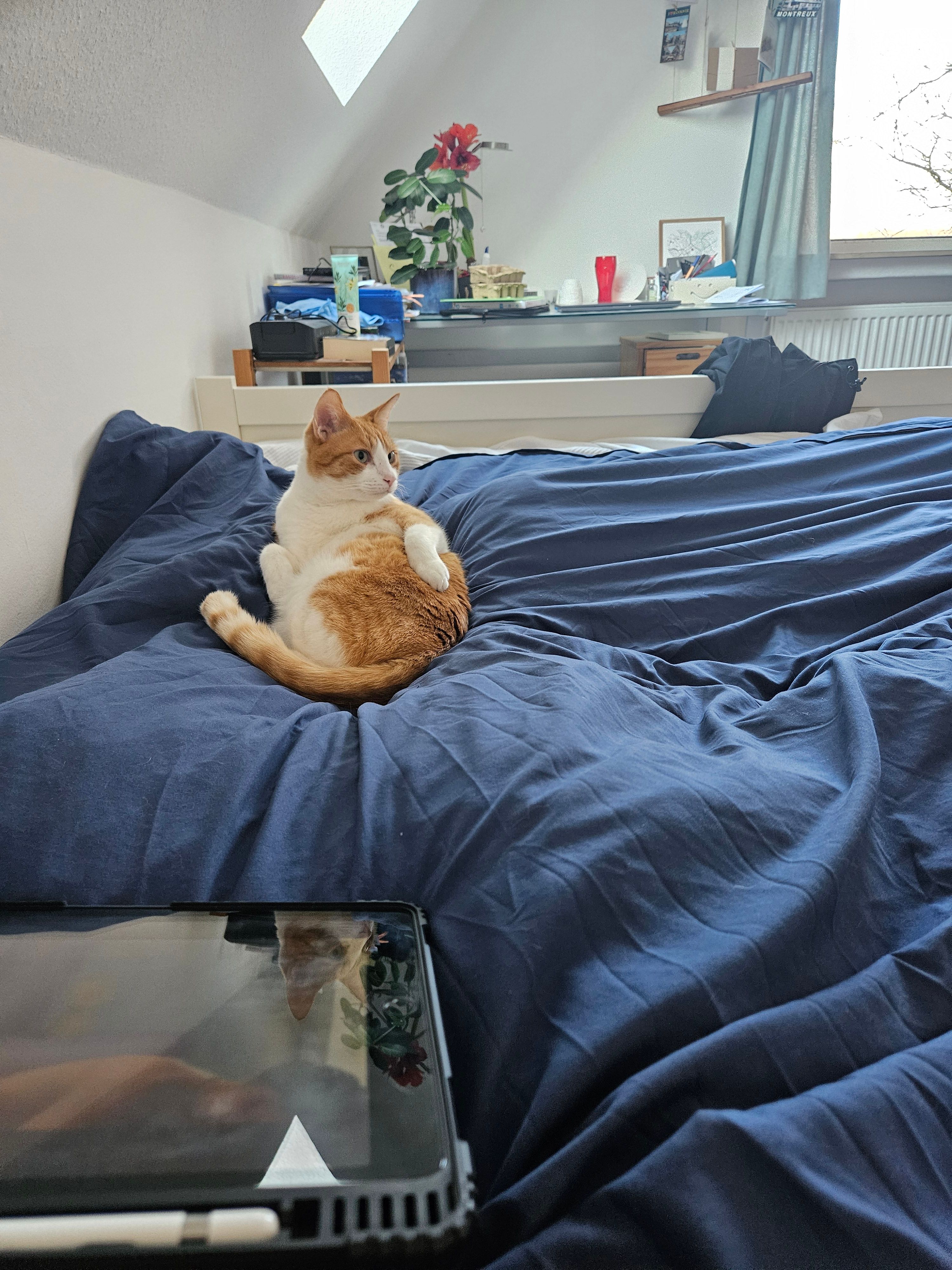 Filou  - Brookweg, Oldenburg