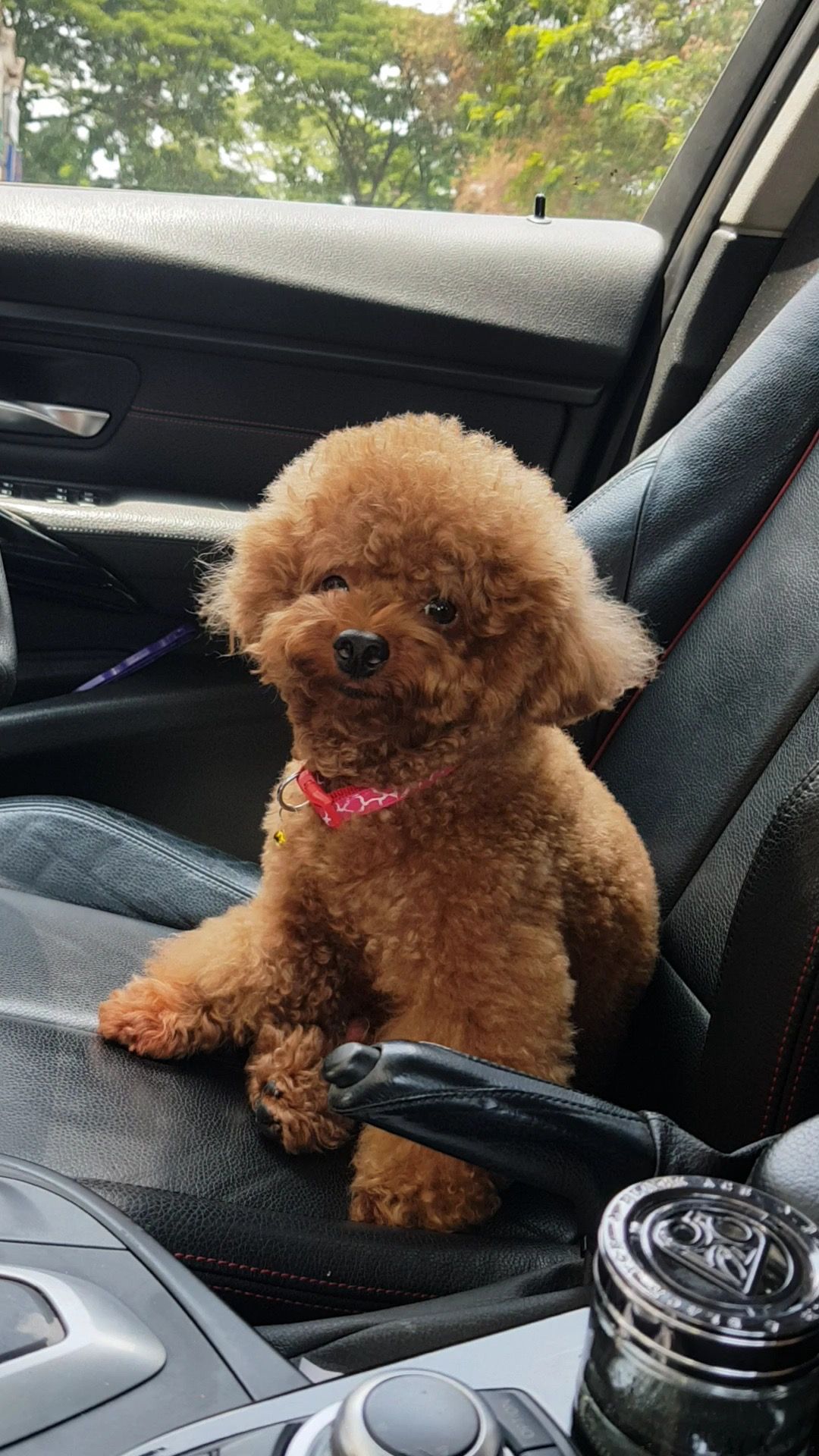 Cocoboy - 31350, Gunung Rapat, Ipoh